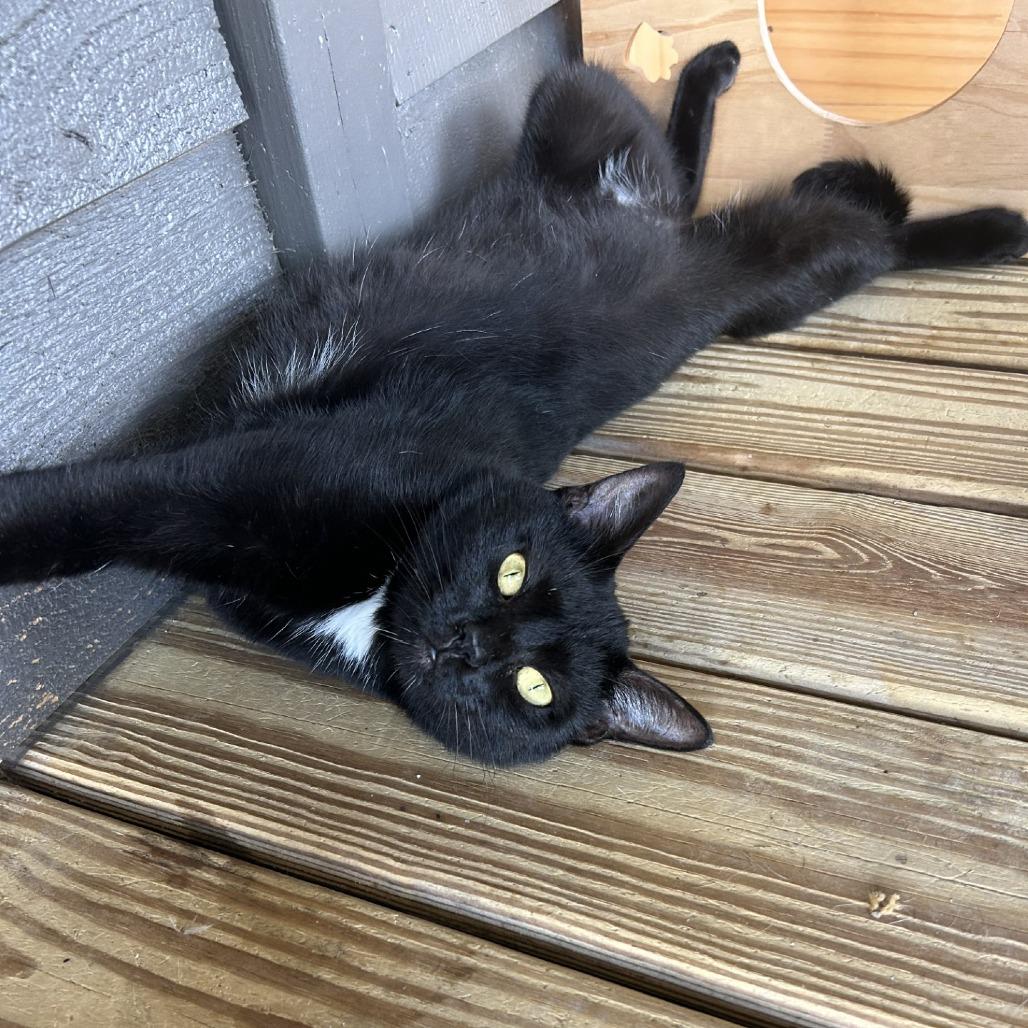 Dolly Purrton, a Adoptable Domestic Short Hair in Freeport, FL image 2/6