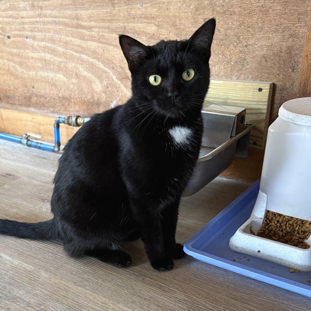 Dolly Purrton, a Adoptable Domestic Short Hair in Freeport, FL image 4/6