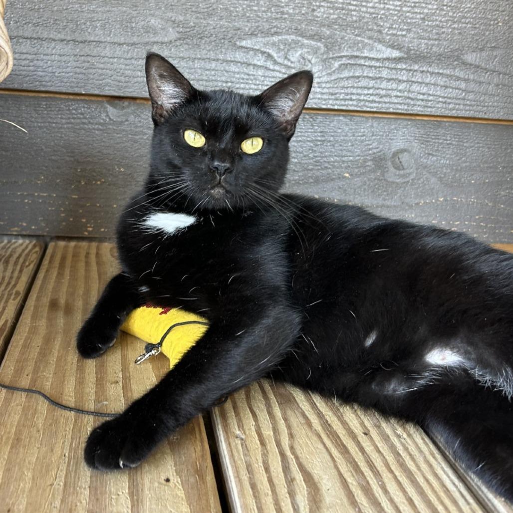 Dolly Purrton, a Adoptable Domestic Short Hair in Freeport, FL image 5/6