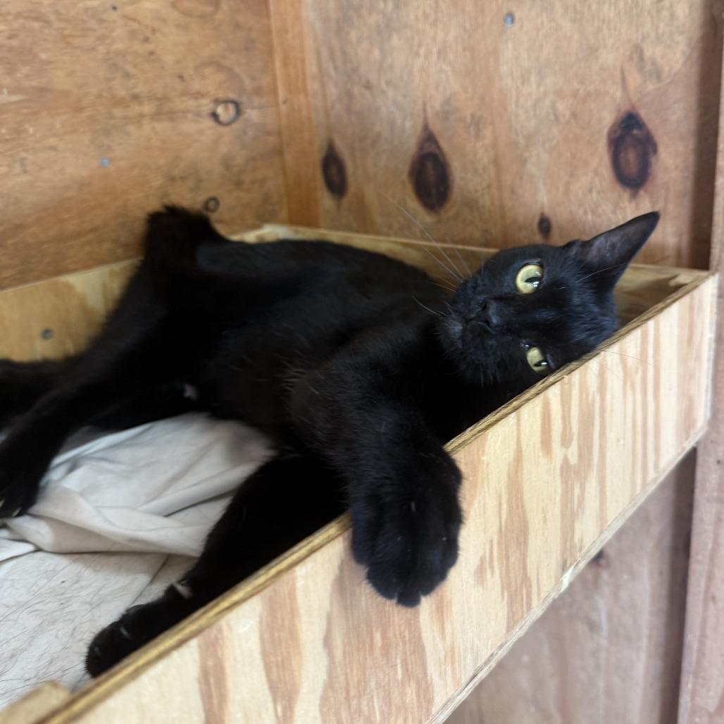 Dolly Purrton, a Adoptable Domestic Short Hair in Freeport, FL image 6/6