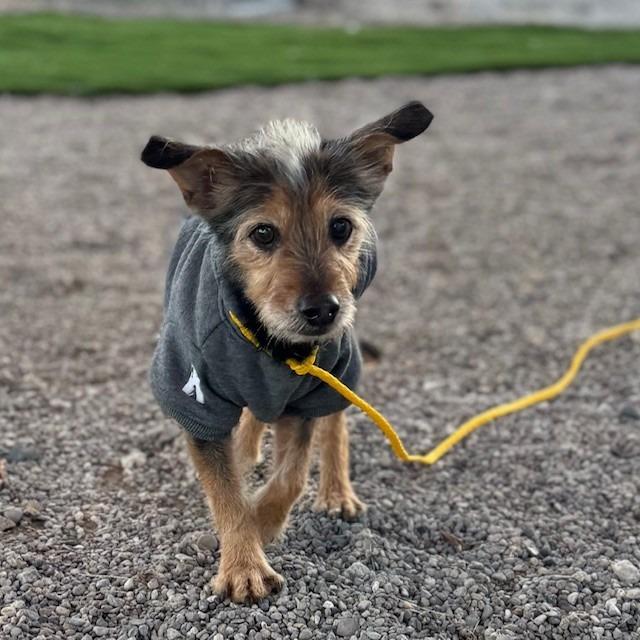 Little bit, Adoptable, Senior Male Yorkshire Terrier.