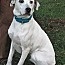 Nancy, Adoptable, Adult Female Labrador Retriever & Staffordshire Bull Terrier.