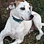 Enlarge Nancy, a Adoptable mixed breed in Frederick, MD image 2/8