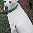 Enlarge Nancy, a Adoptable mixed breed in Frederick, MD image 3/8