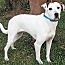Enlarge Nancy, a Adoptable mixed breed in Frederick, MD image 4/8