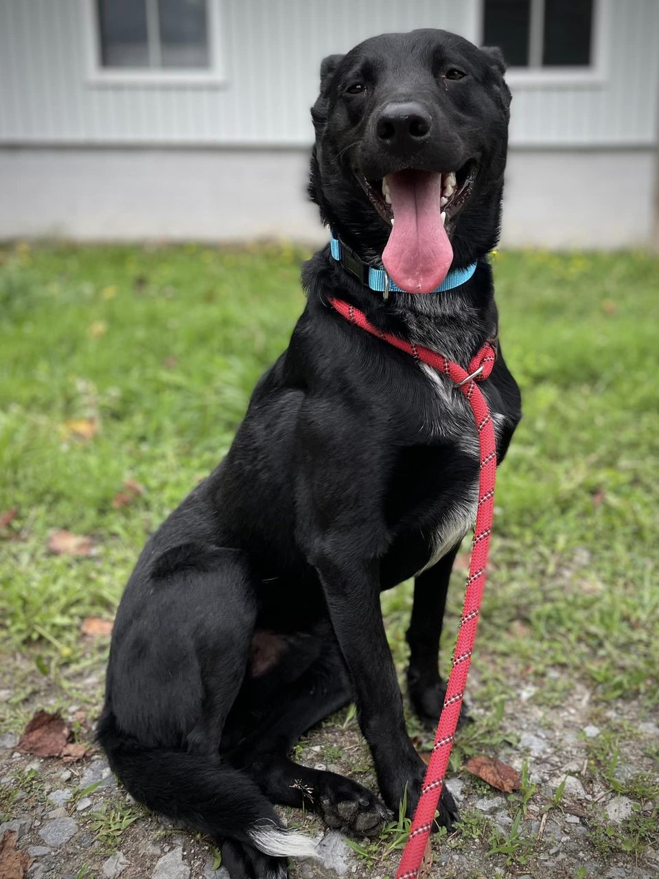 Enlarge Hector, a Adopted mixed breed in Floyd, VA image 3/5