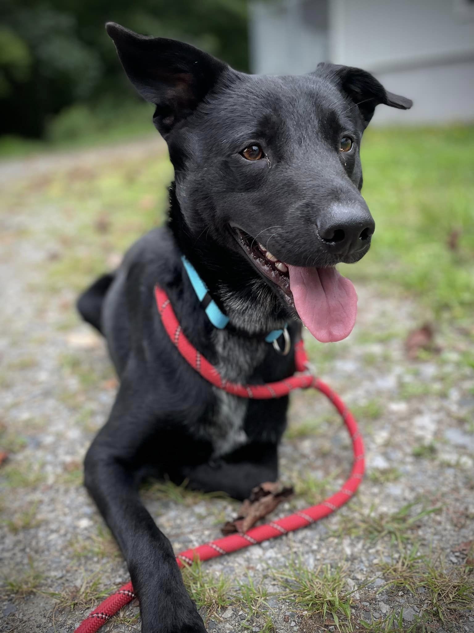 Enlarge Hector, a Adopted mixed breed in Floyd, VA image 4/5