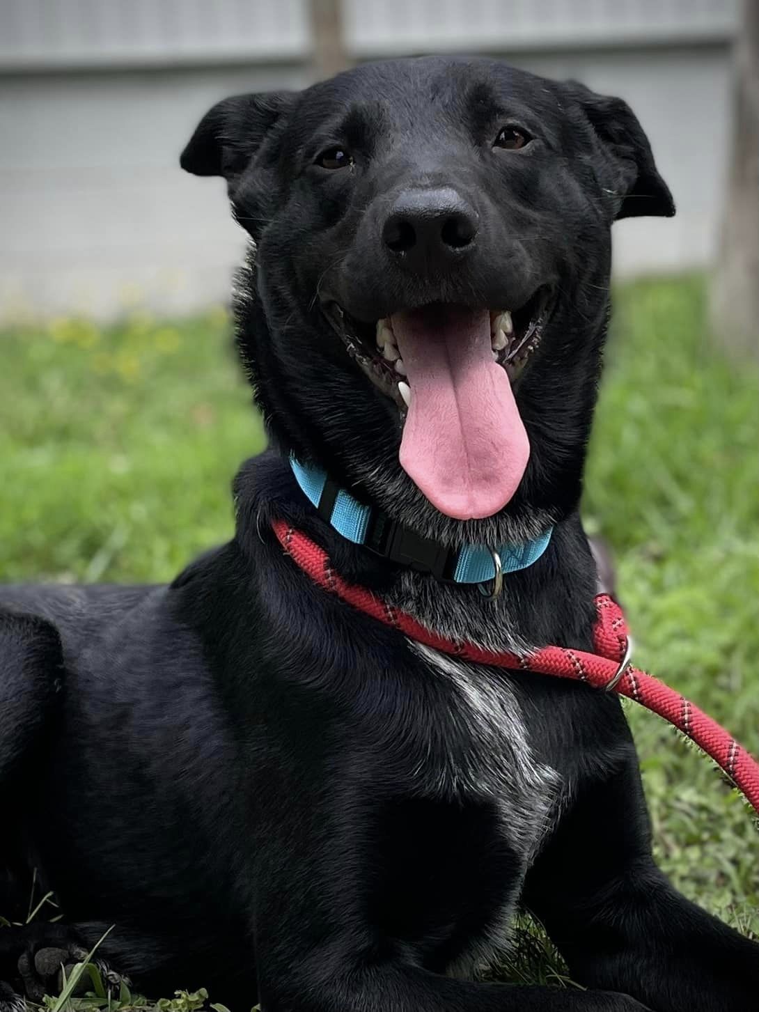 Hector, Adopted, Young Male Labrador Retriever & Australian Cattle Dog / Blue Heeler.