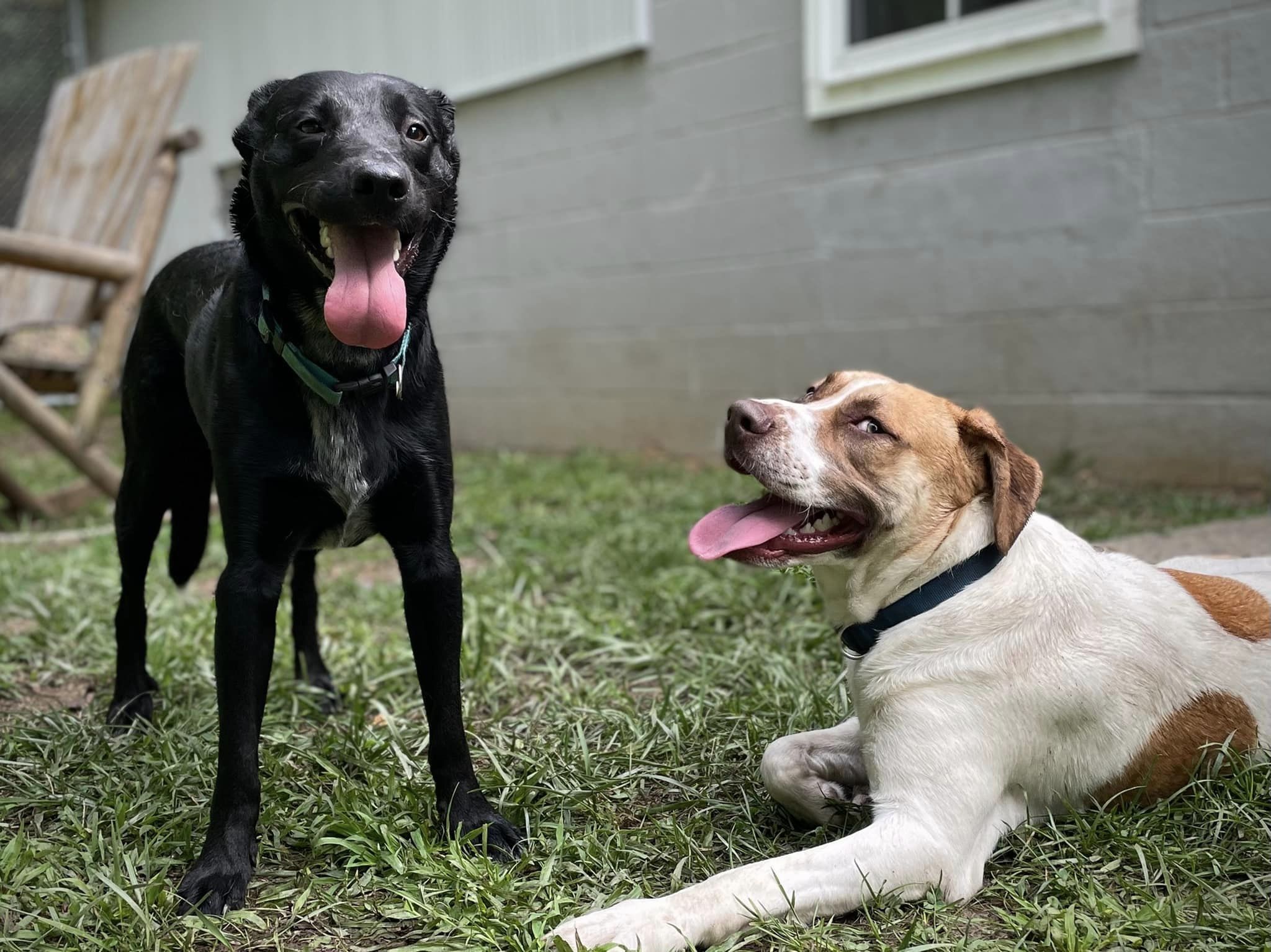 Enlarge Hector, a Adopted mixed breed in Floyd, VA image 2/5