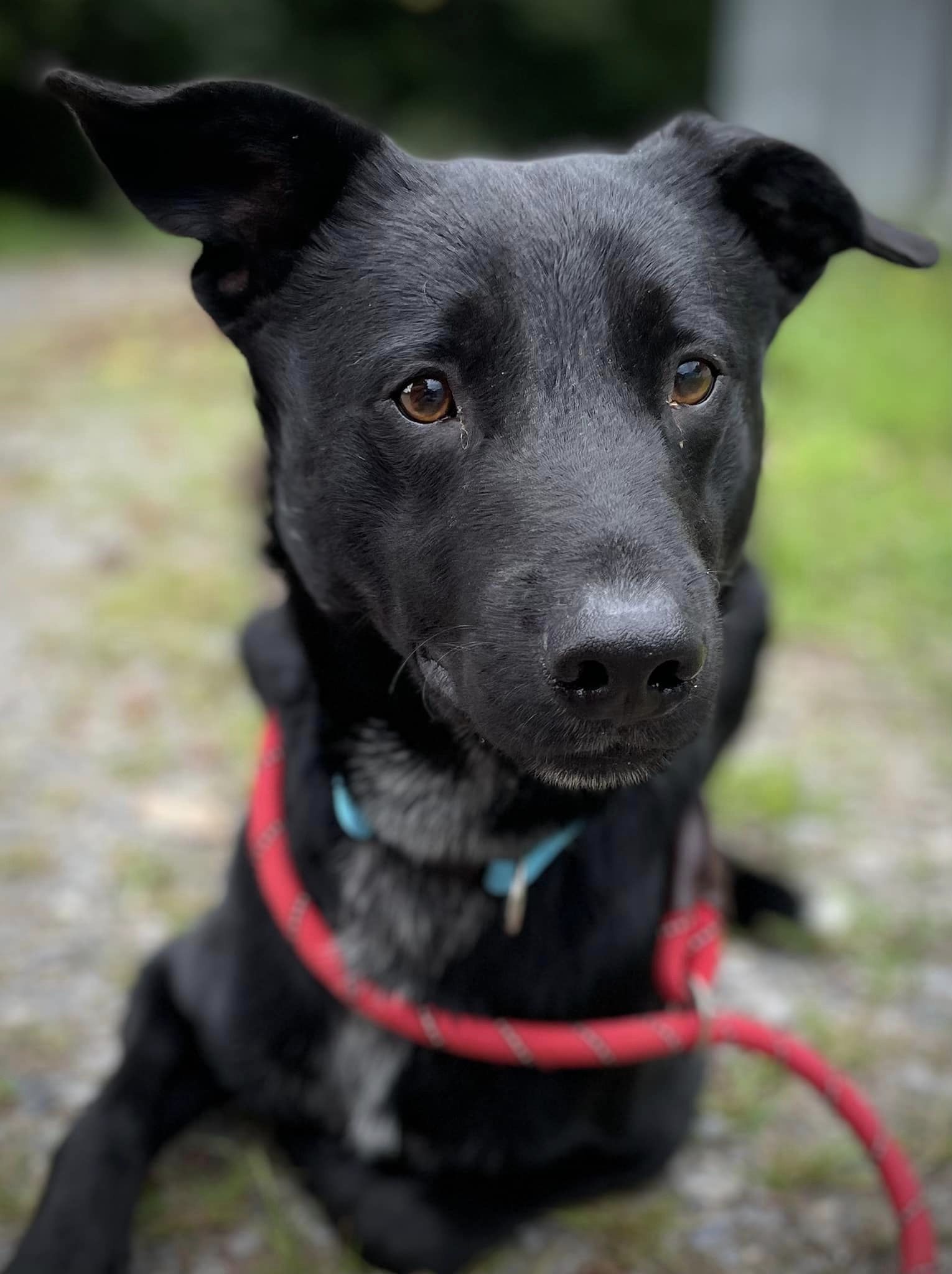 Enlarge Hector, a Adopted mixed breed in Floyd, VA image 5/5