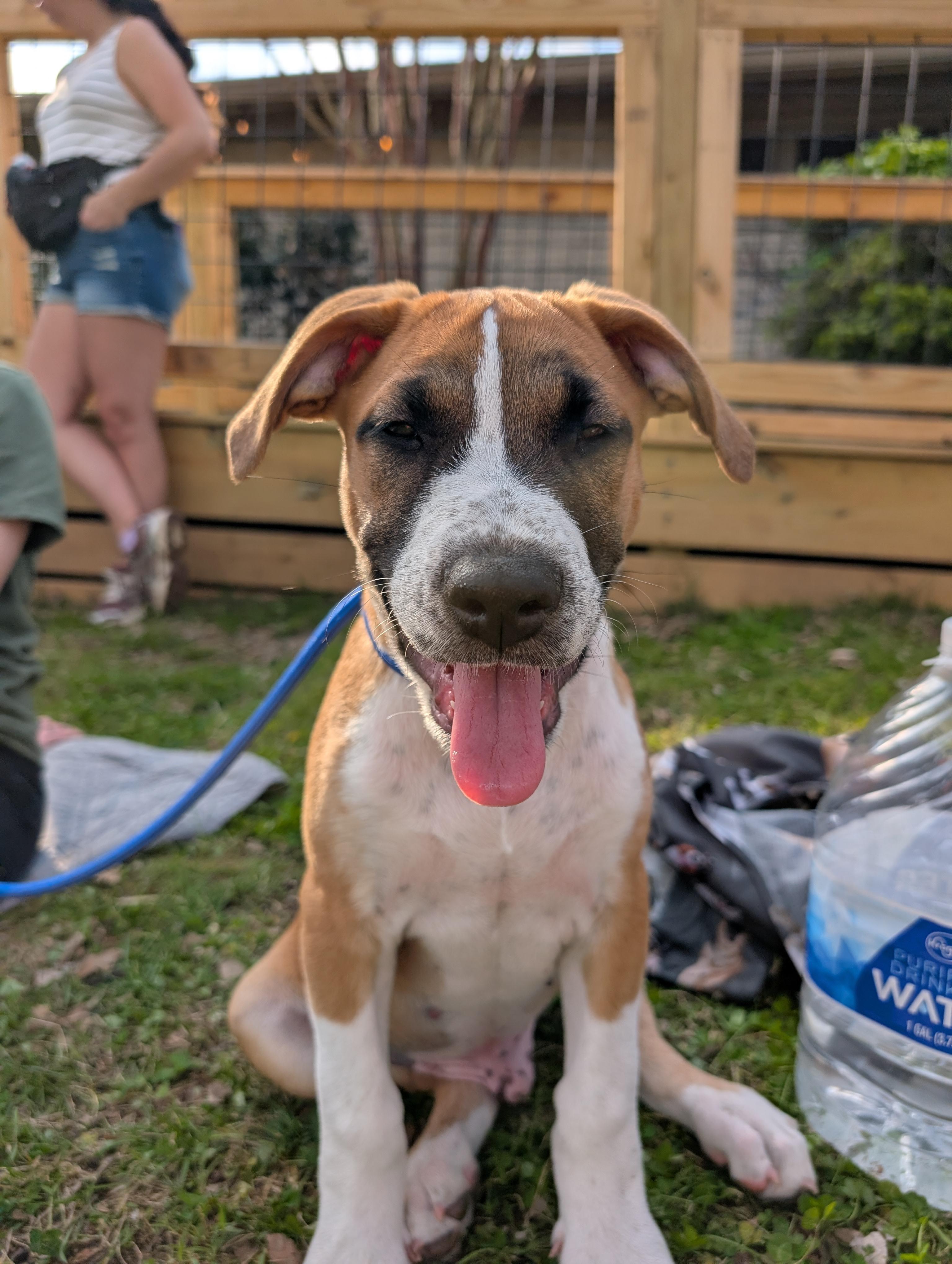 Mahogany "Hoggy" , an adoptable mixed breed in Spring hill, TN image 2/6