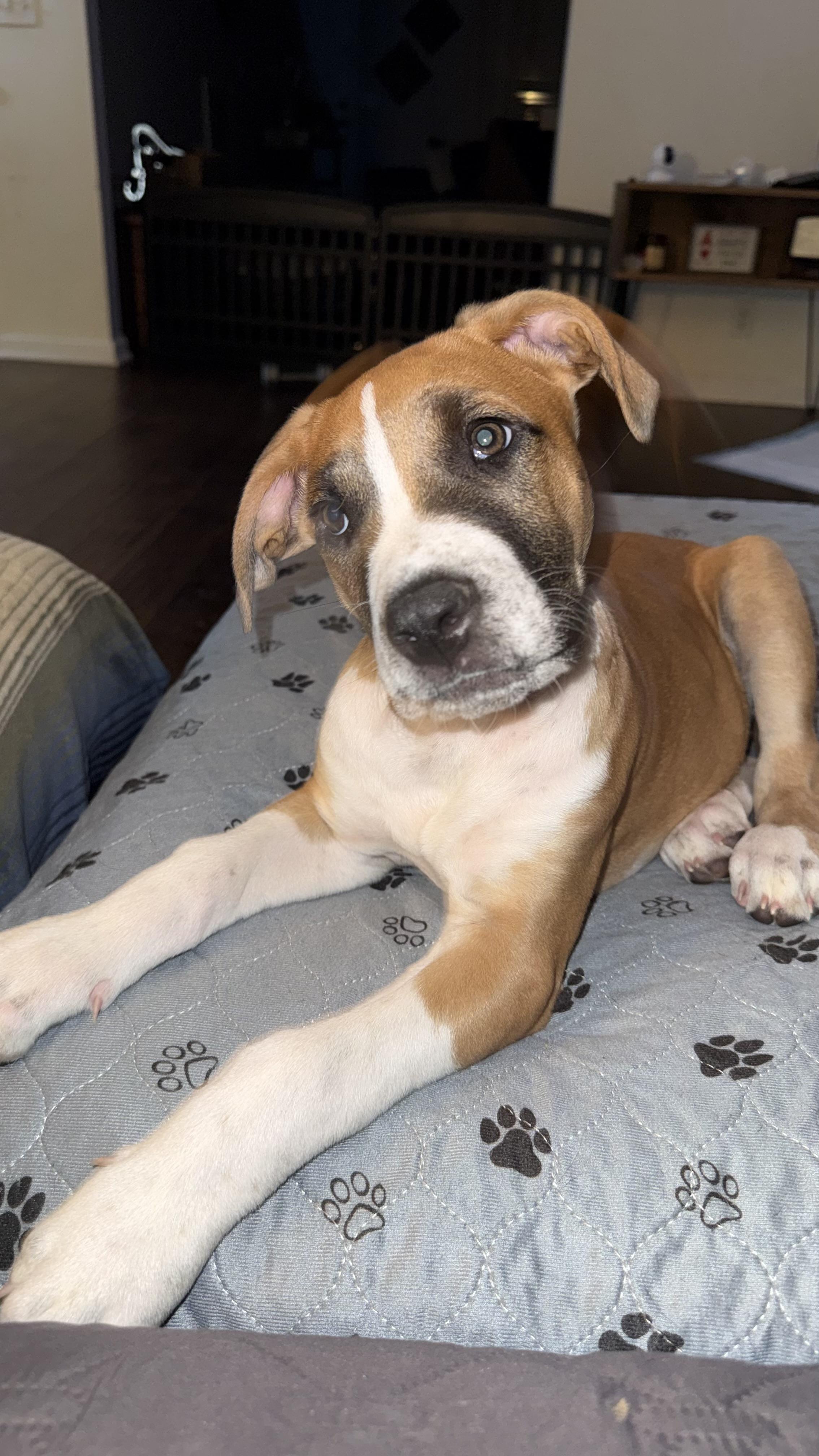 Mahogany "Hoggy" , an adoptable mixed breed in Spring hill, TN image 5/6