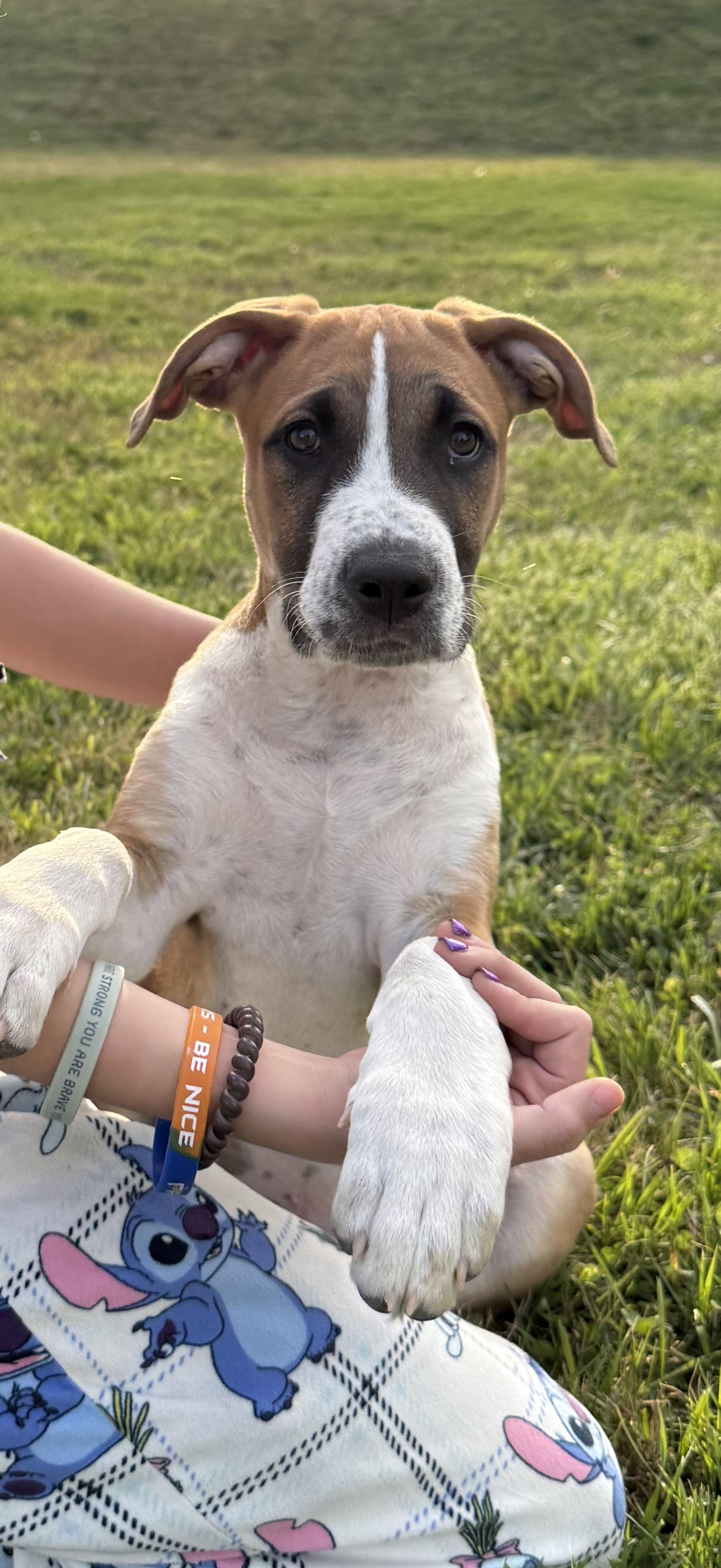 Mahogany "Hoggy" , an adoptable mixed breed in Spring hill, TN image 3/6