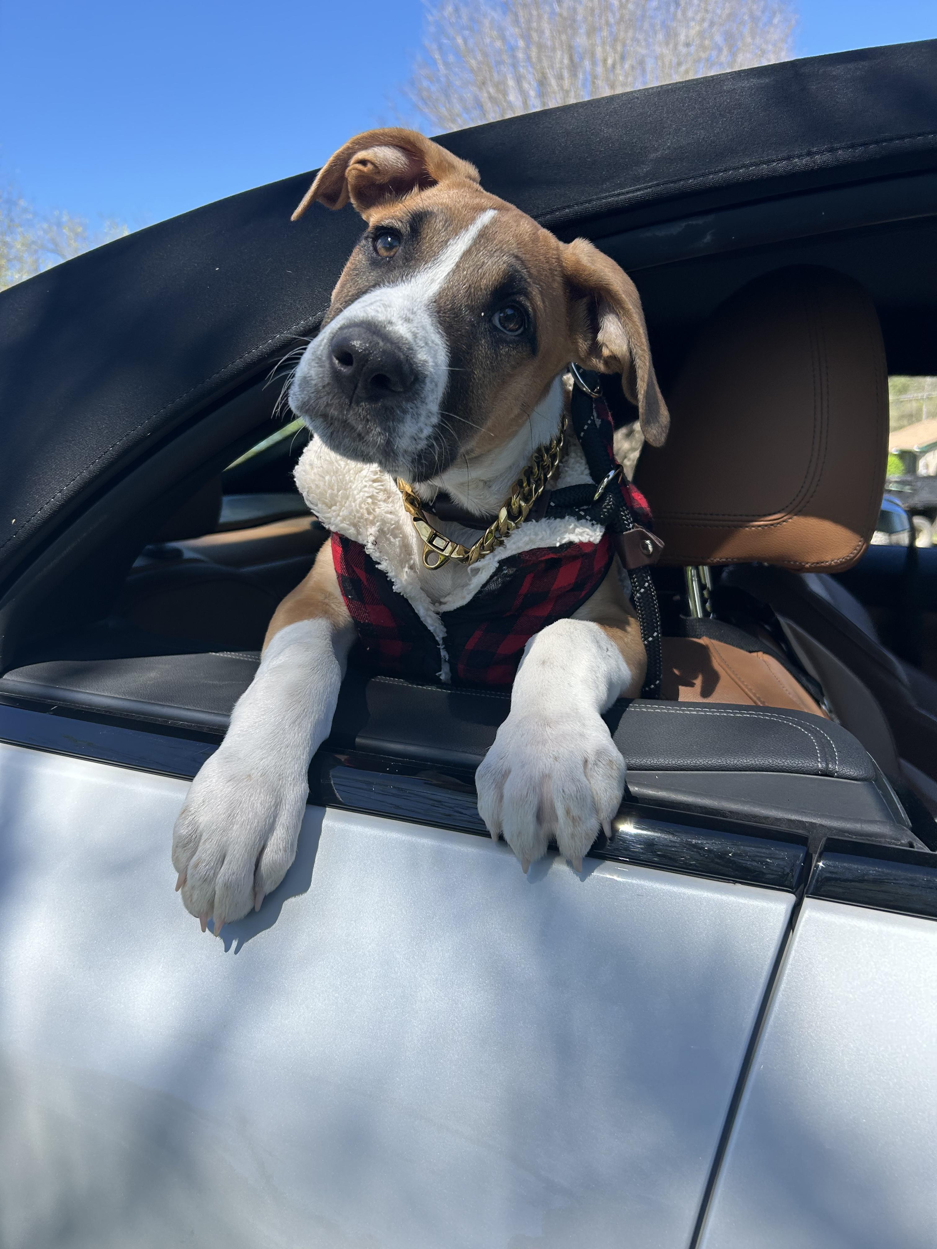 Mahogany "Hoggy" , an adoptable mixed breed in Spring hill, TN image 6/6