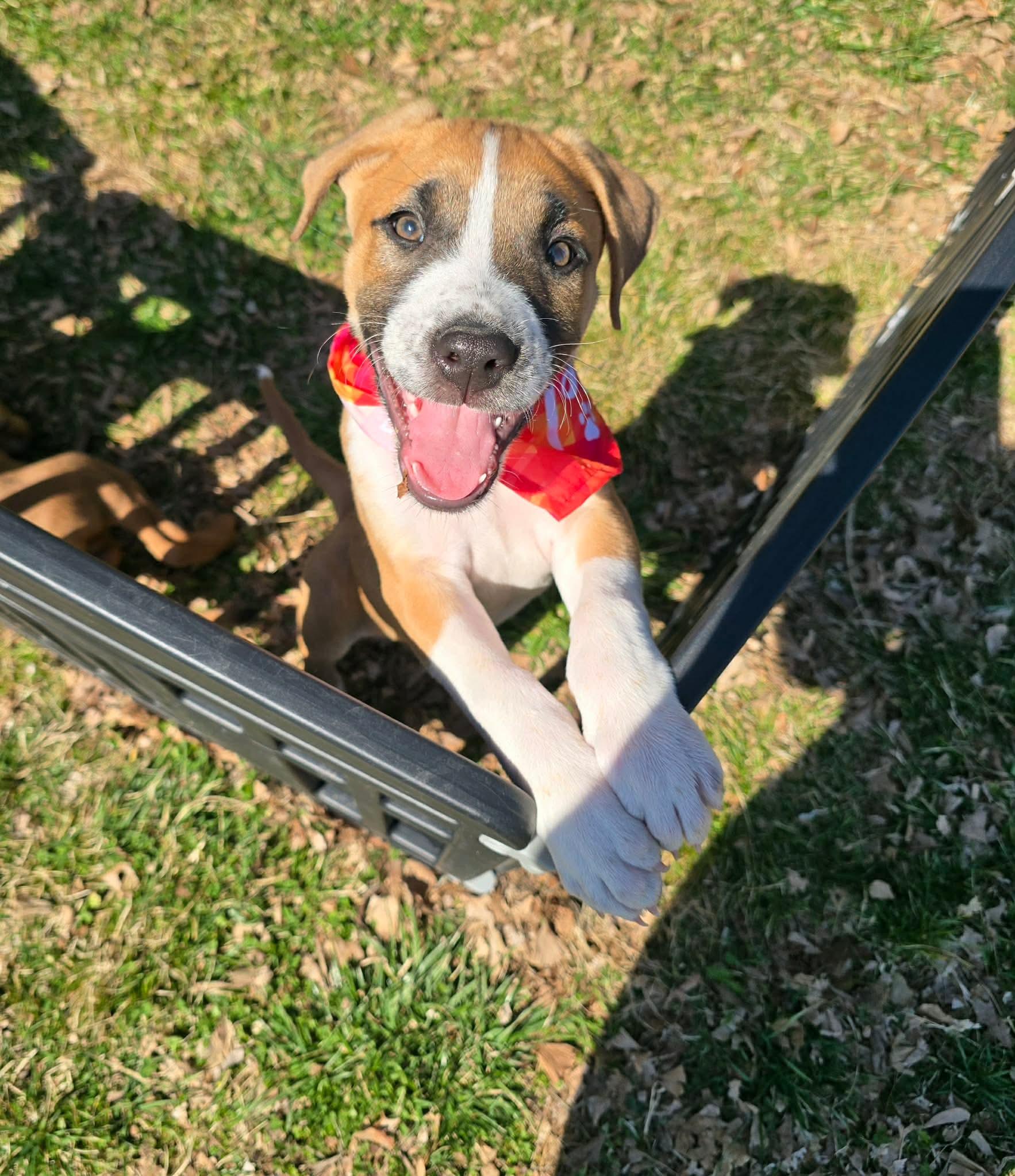 Mahogany "Hoggy" , an adoptable mixed breed in Spring hill, TN image 4/6