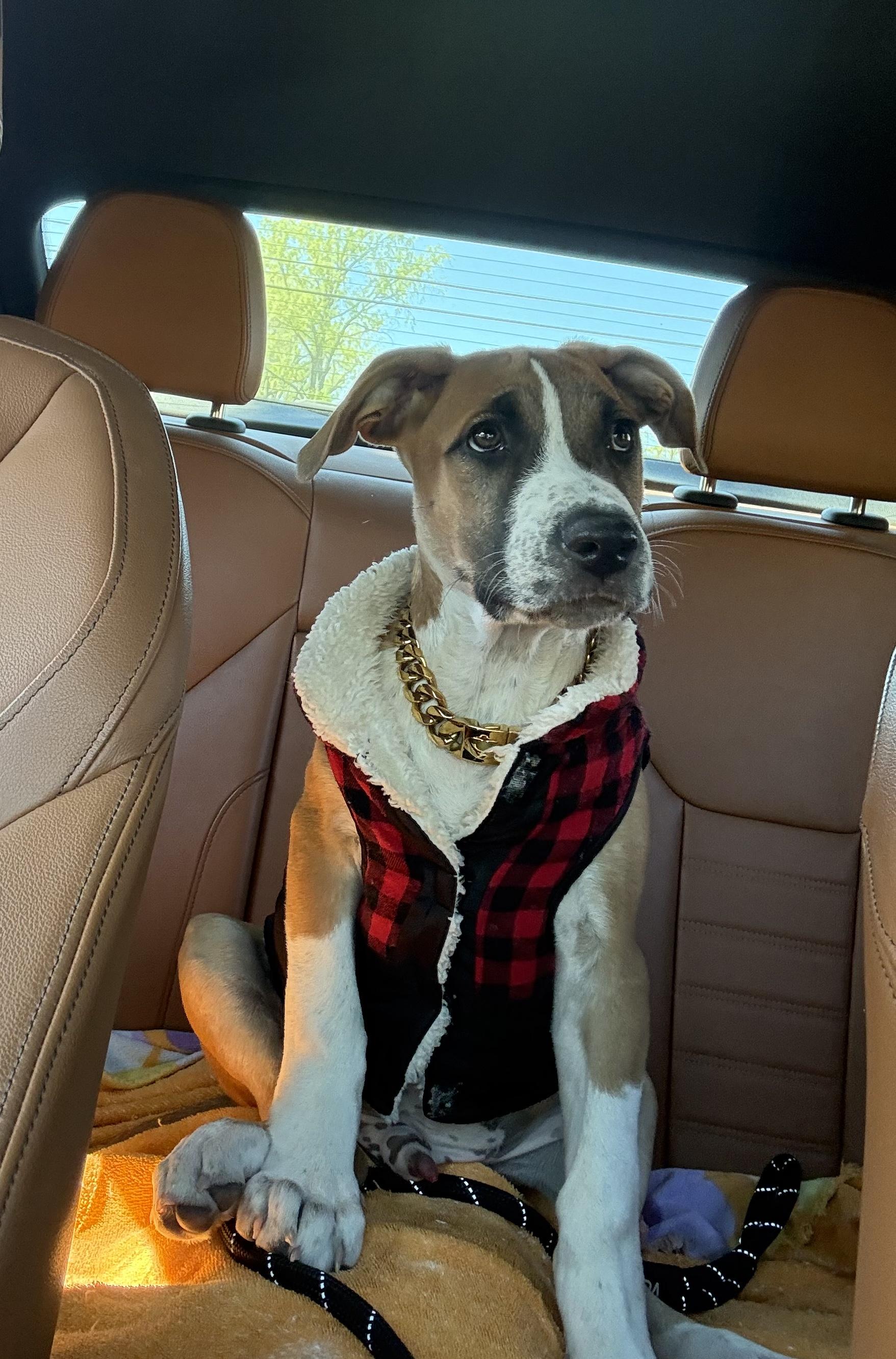 Mahogany "Hoggy" , adoptable, Puppy Male German Shepherd Dog & Boxer.