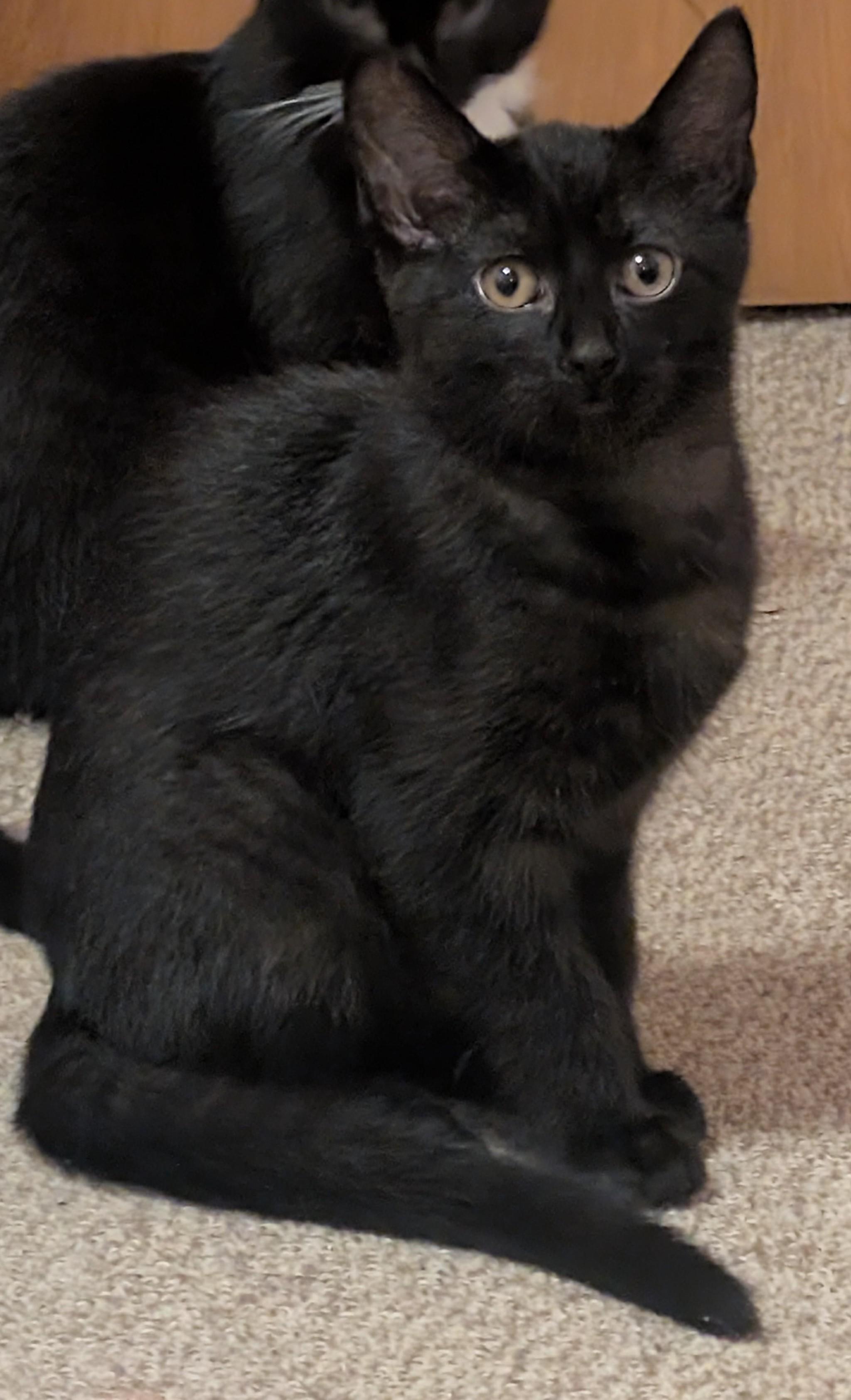 Enlarge Morgan, a ADOPTABLE Domestic Short Hair in Tomah, WI image 2/2