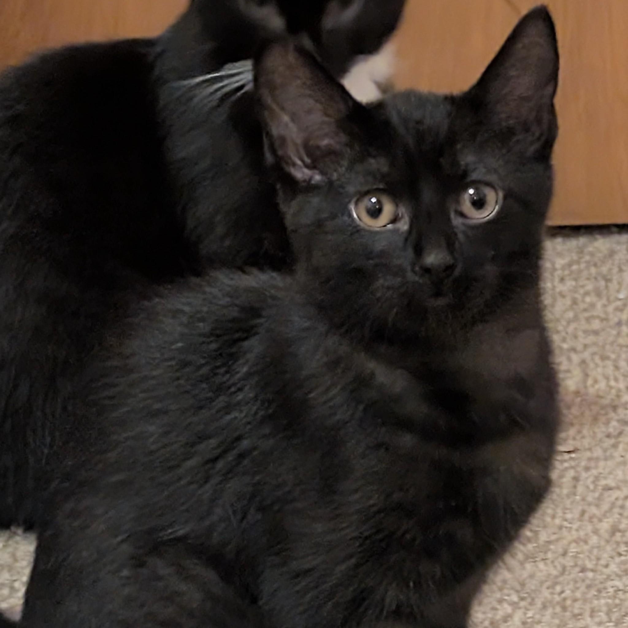 Enlarge Morgan, a ADOPTABLE Domestic Short Hair in Tomah, WI image 1/2
