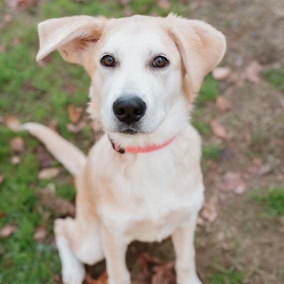 Marshmallow, a ADOPTABLE mixed breed in Ayden, NC image 1/2