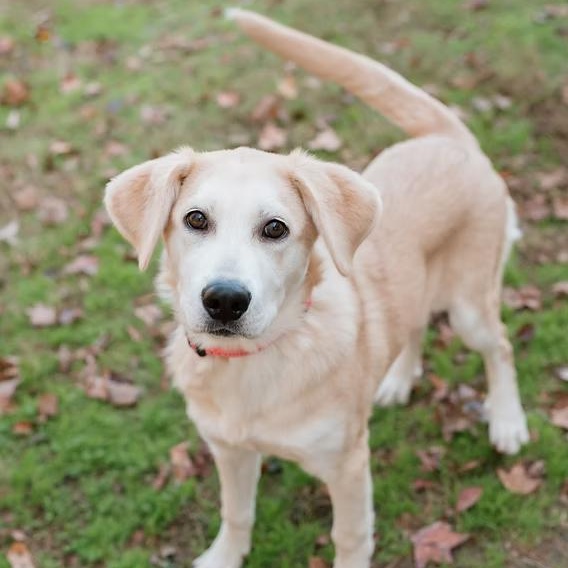 Marshmallow, a ADOPTABLE mixed breed in Ayden, NC image 2/2