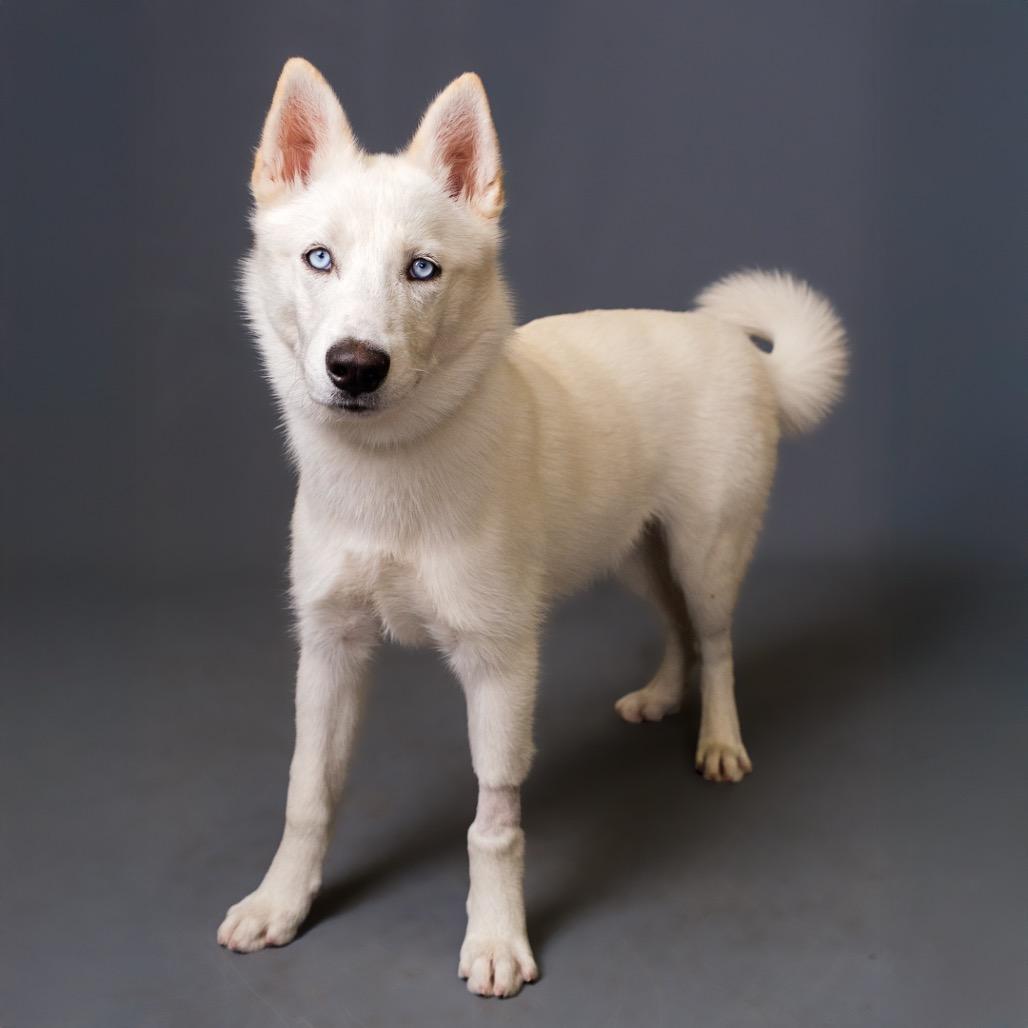 Enlarge Mork, a Adoptable Husky in Riverside, CA image 2/4