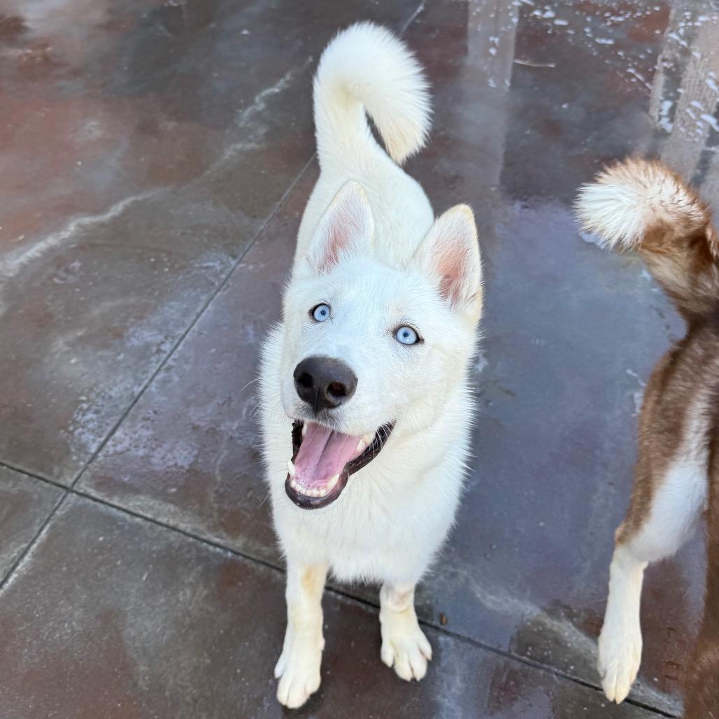 Enlarge Mork, a Adoptable Husky in Riverside, CA image 3/4