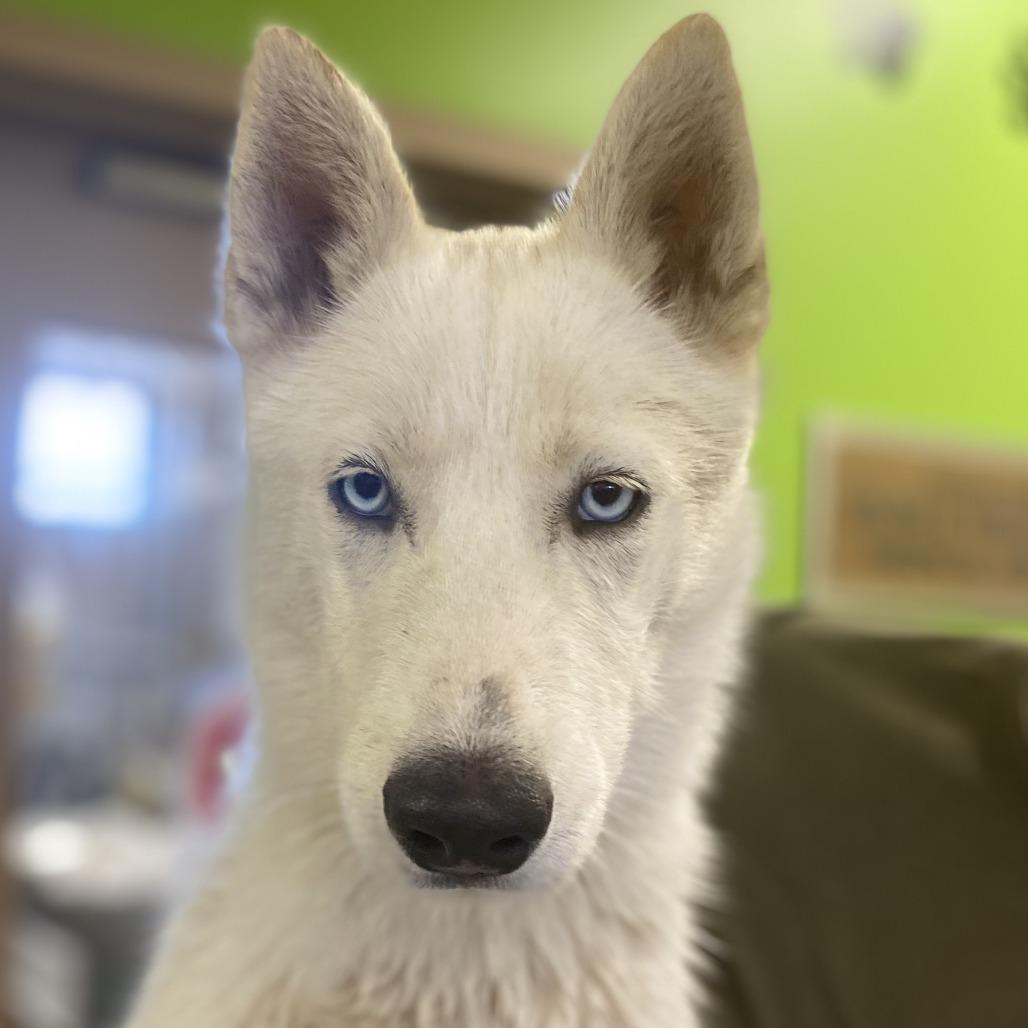 Enlarge Mork, a Adoptable Husky in Riverside, CA image 4/4