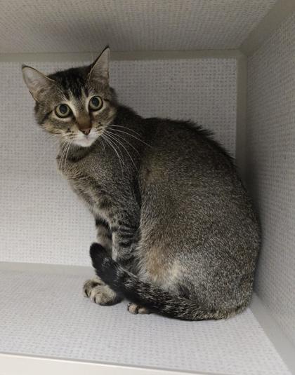 Tillie, Adoptable, Young Female Domestic Short Hair & Domestic Short Hair.