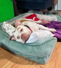 Zerabi, a Adoptable mixed breed in Hyde Park, NY image 2/4