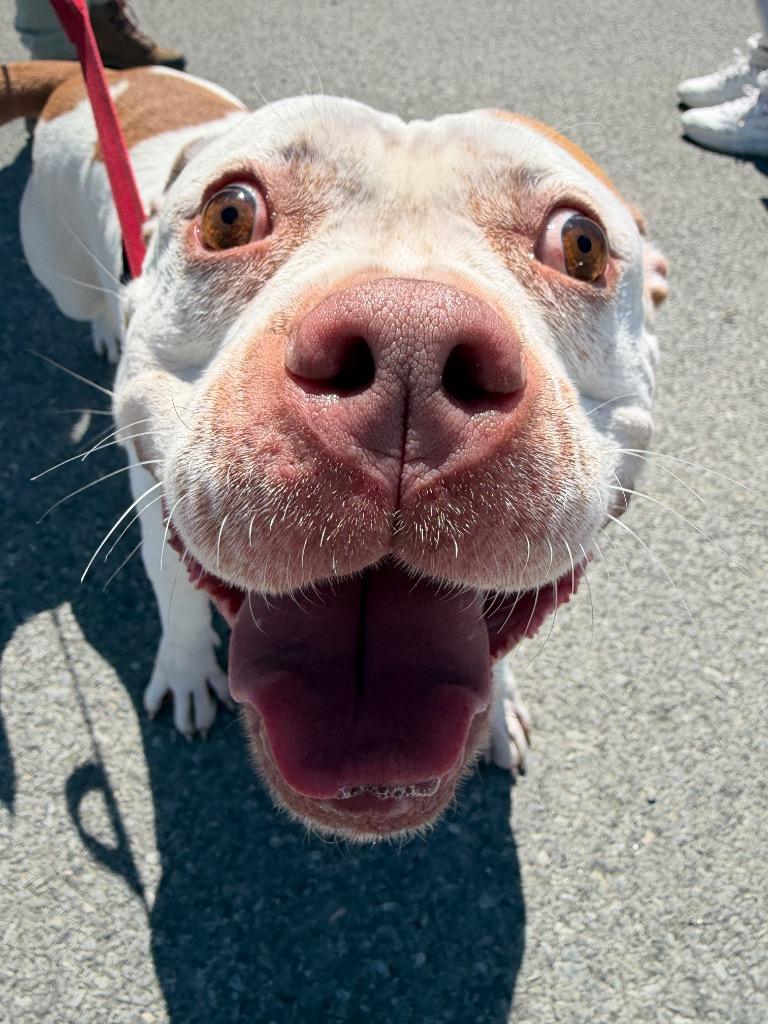Enlarge Zerabi, a Adoptable mixed breed in Hyde Park, NY image 2/3