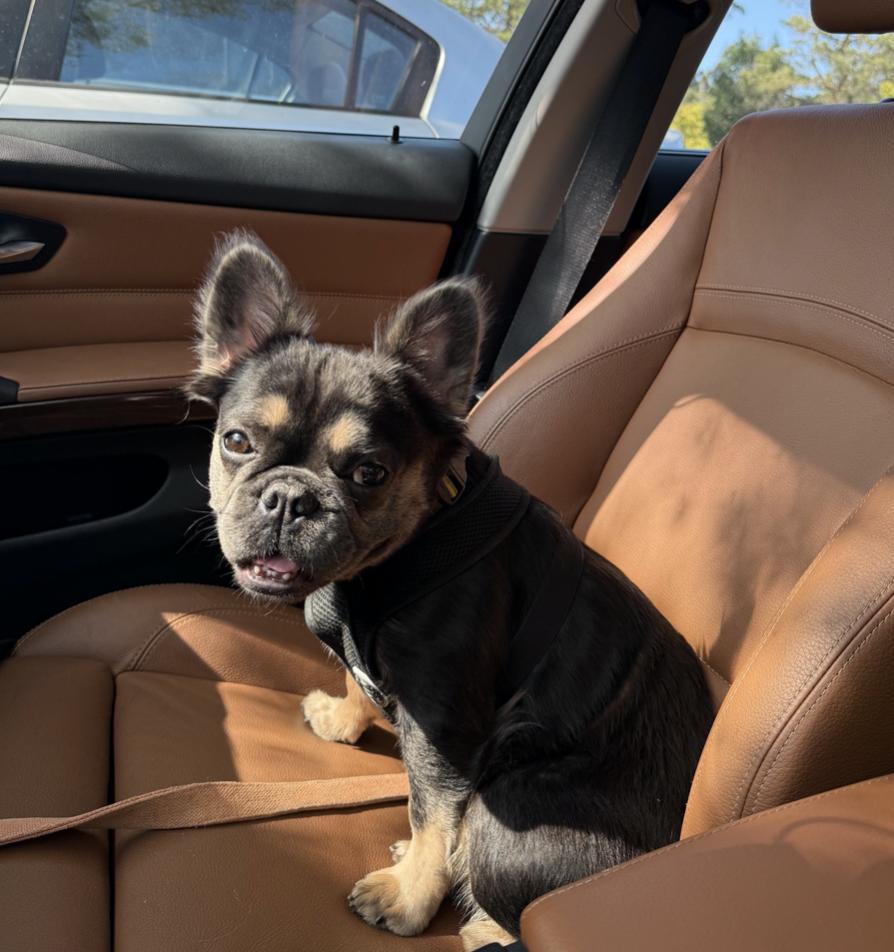 Piedmont, a Adopted French Bulldog in Emeryville, CA image 2/5