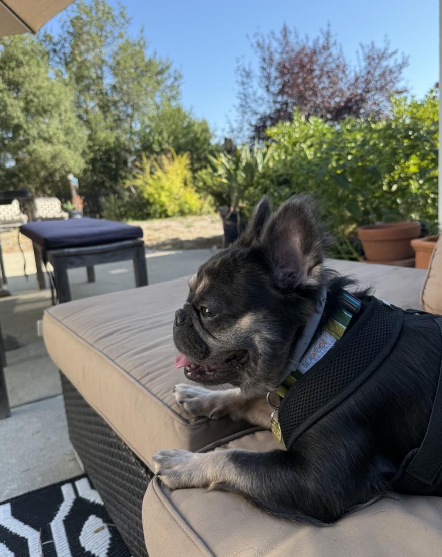 Piedmont, a Adopted French Bulldog in Emeryville, CA image 4/5
