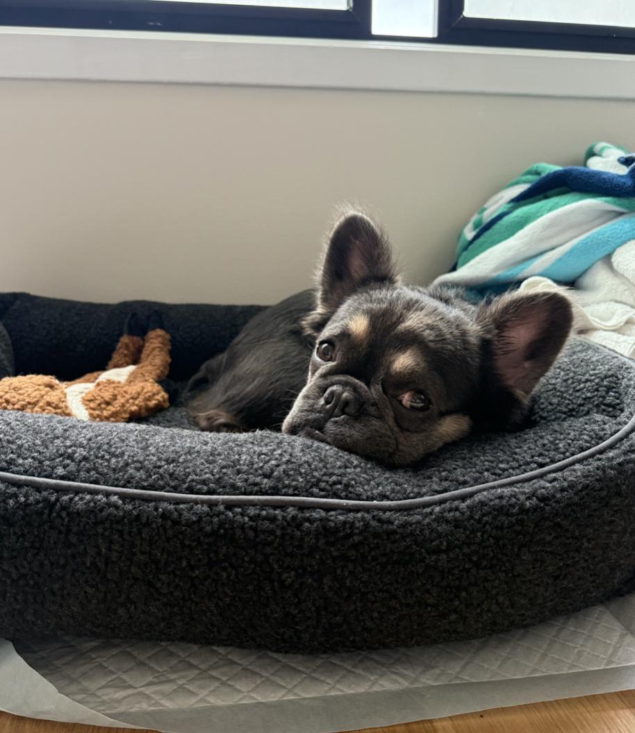 Piedmont, a Adopted French Bulldog in Emeryville, CA image 5/5