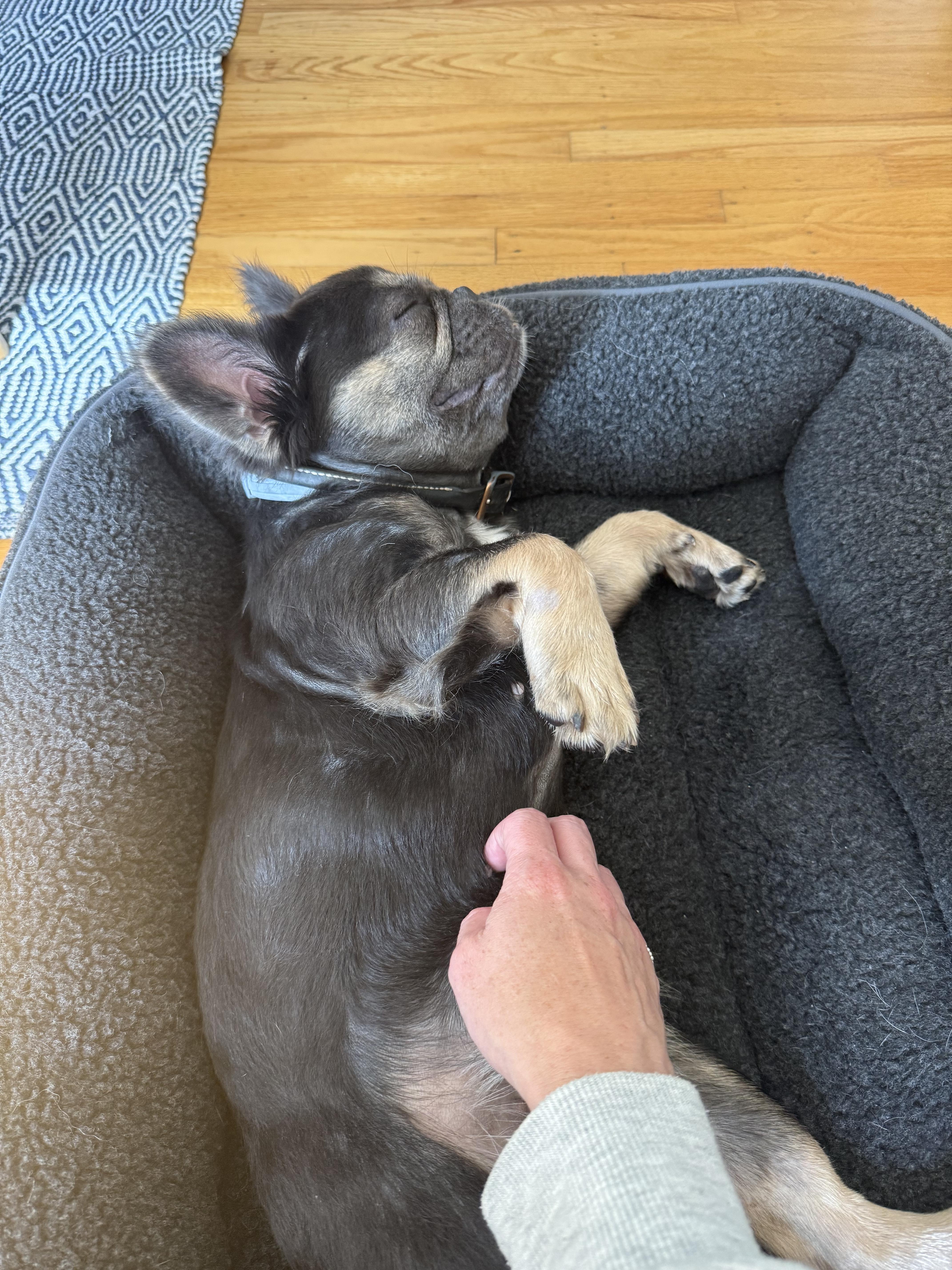 Piedmont, a Adopted French Bulldog in Emeryville, CA image 3/5