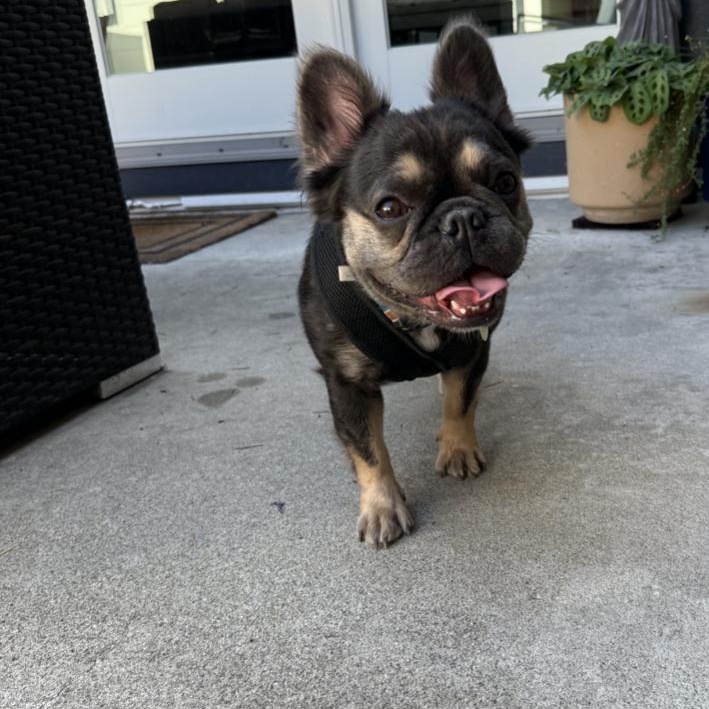 Piedmont, a Adopted French Bulldog in Emeryville, CA image 1/5