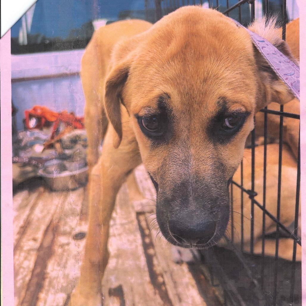 Enlarge Hera, a Adoptable Mastiff in Dillon, SC image 1/1