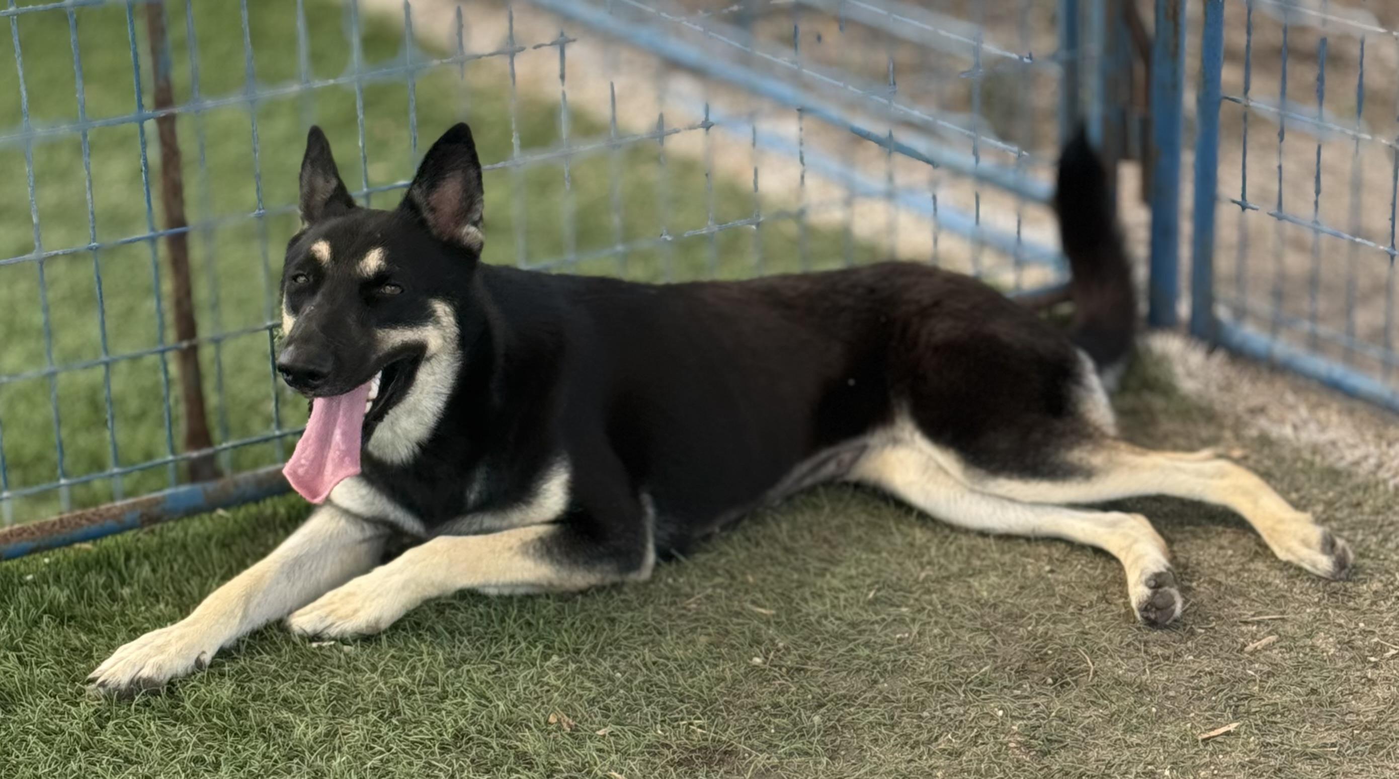 Enlarge Olive, a Adopted German Shepherd Dog in Colorado Springs, CO image 2/6