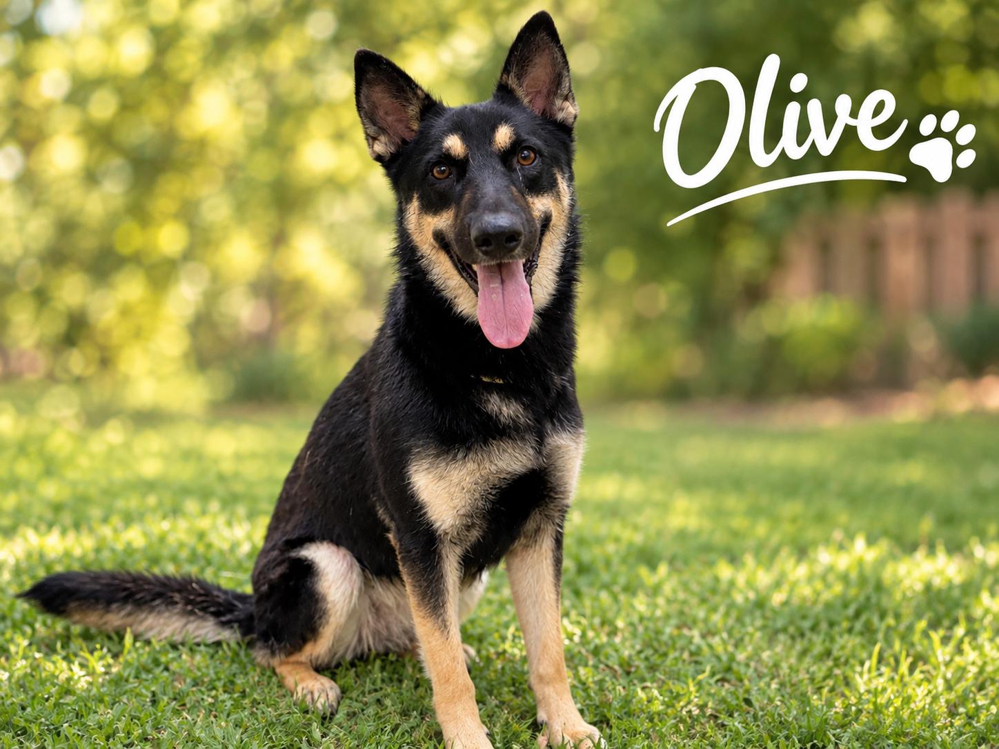 Enlarge Olive, a Adopted German Shepherd Dog in Colorado Springs, CO image 1/6