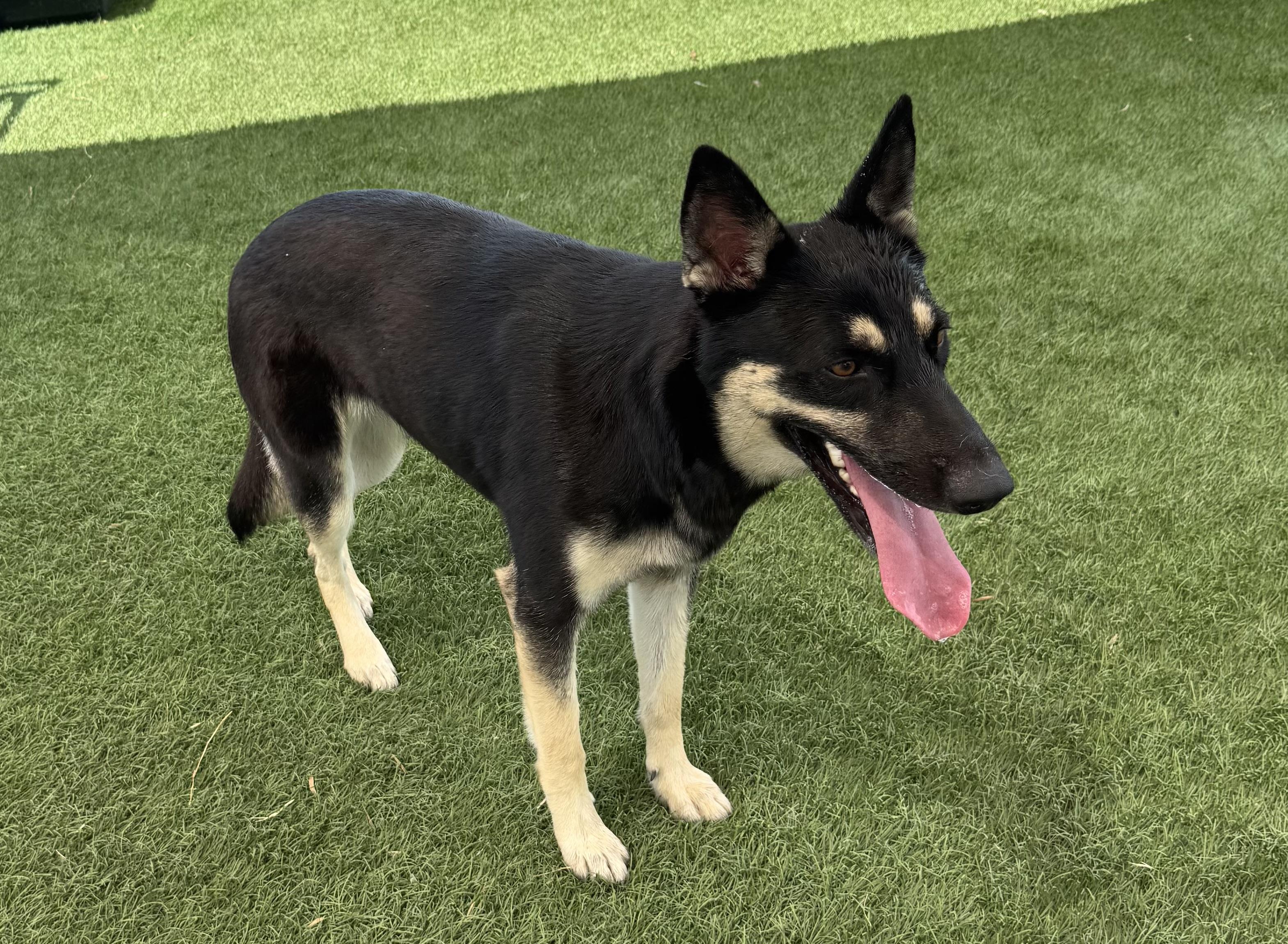 Enlarge Olive, a Adopted German Shepherd Dog in Colorado Springs, CO image 4/6