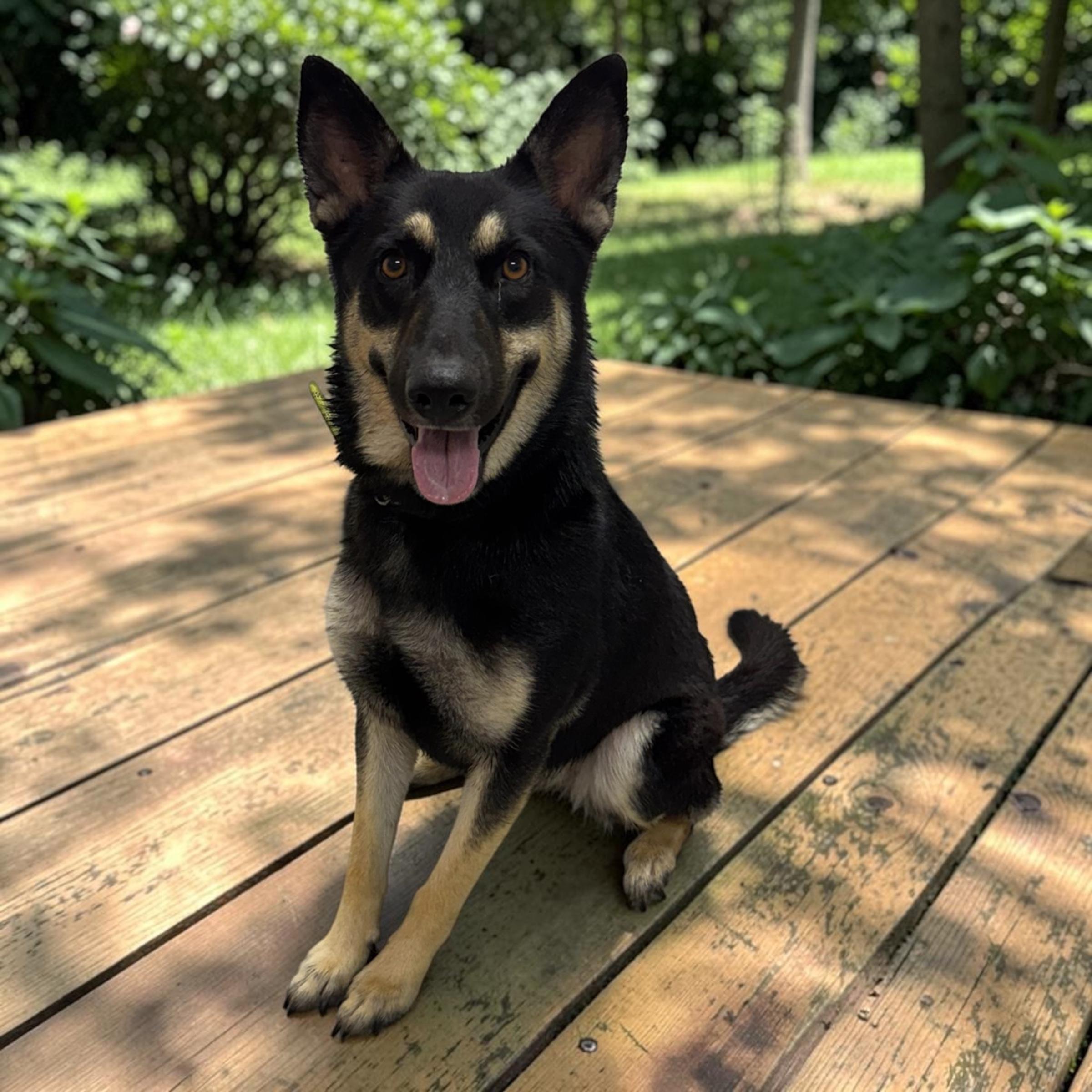 Enlarge Olive, a Adopted German Shepherd Dog in Colorado Springs, CO image 6/6