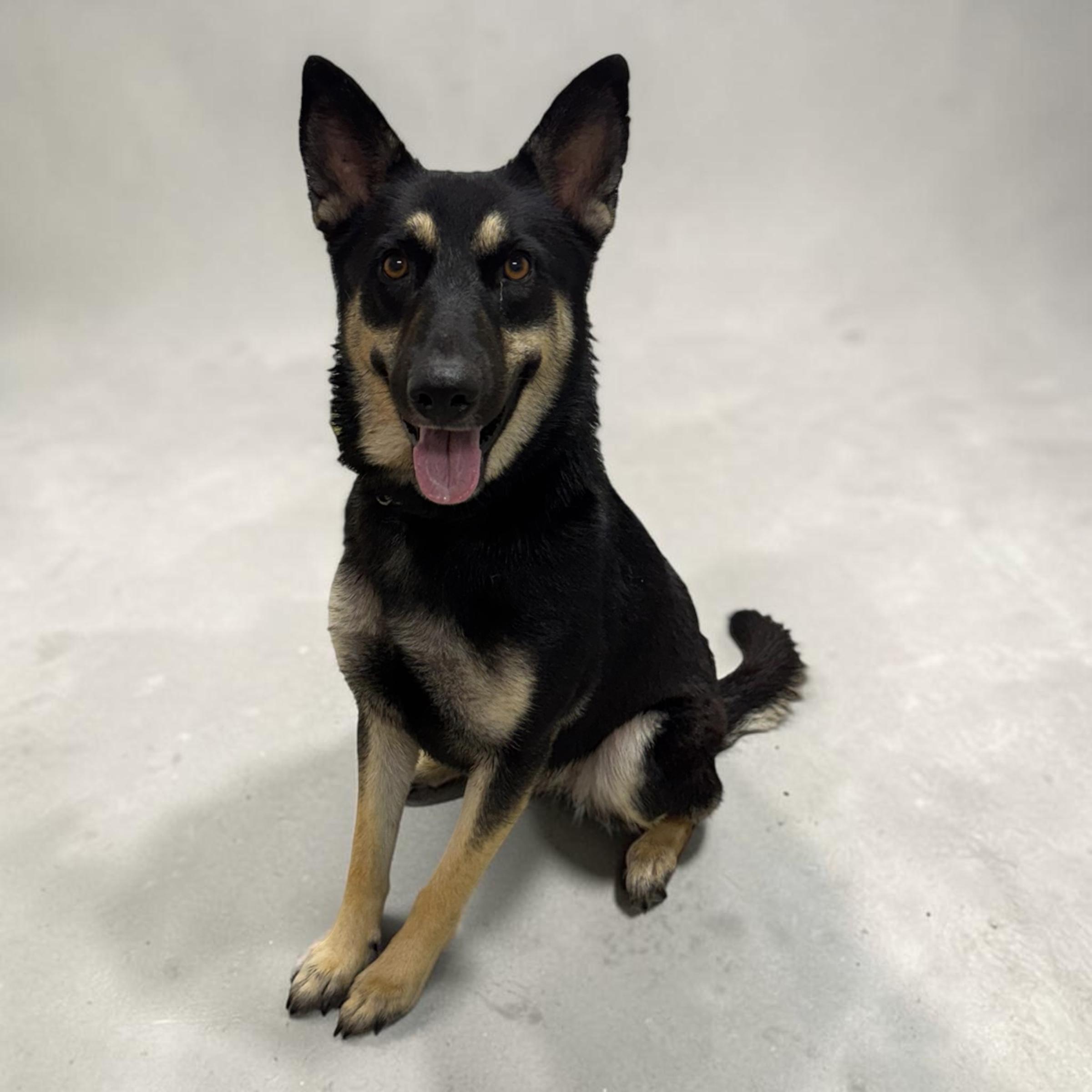 Enlarge Olive, a Adopted German Shepherd Dog in Colorado Springs, CO image 3/6