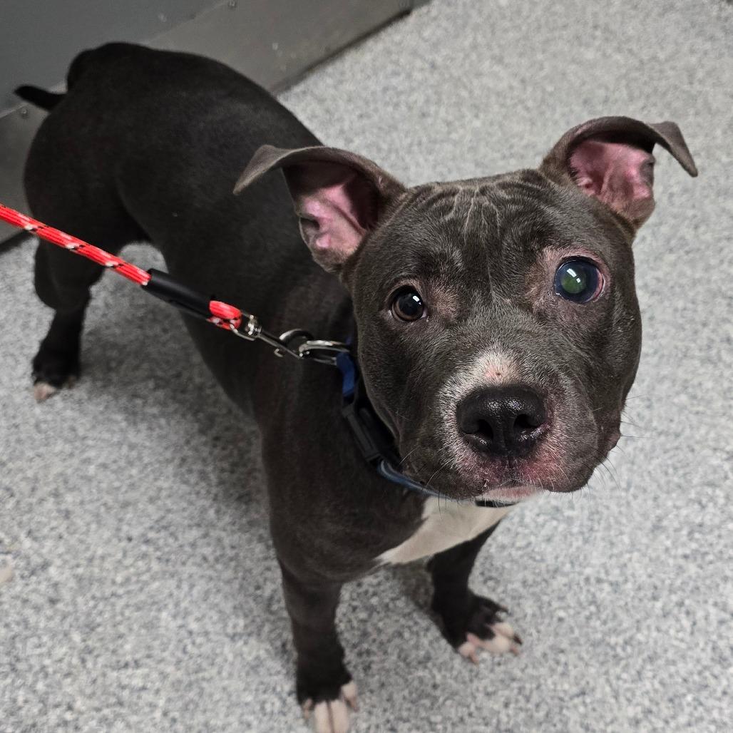 Enlarge Lemon, a Adoptable American Staffordshire Terrier in Grand Rapids, MI image 1/1