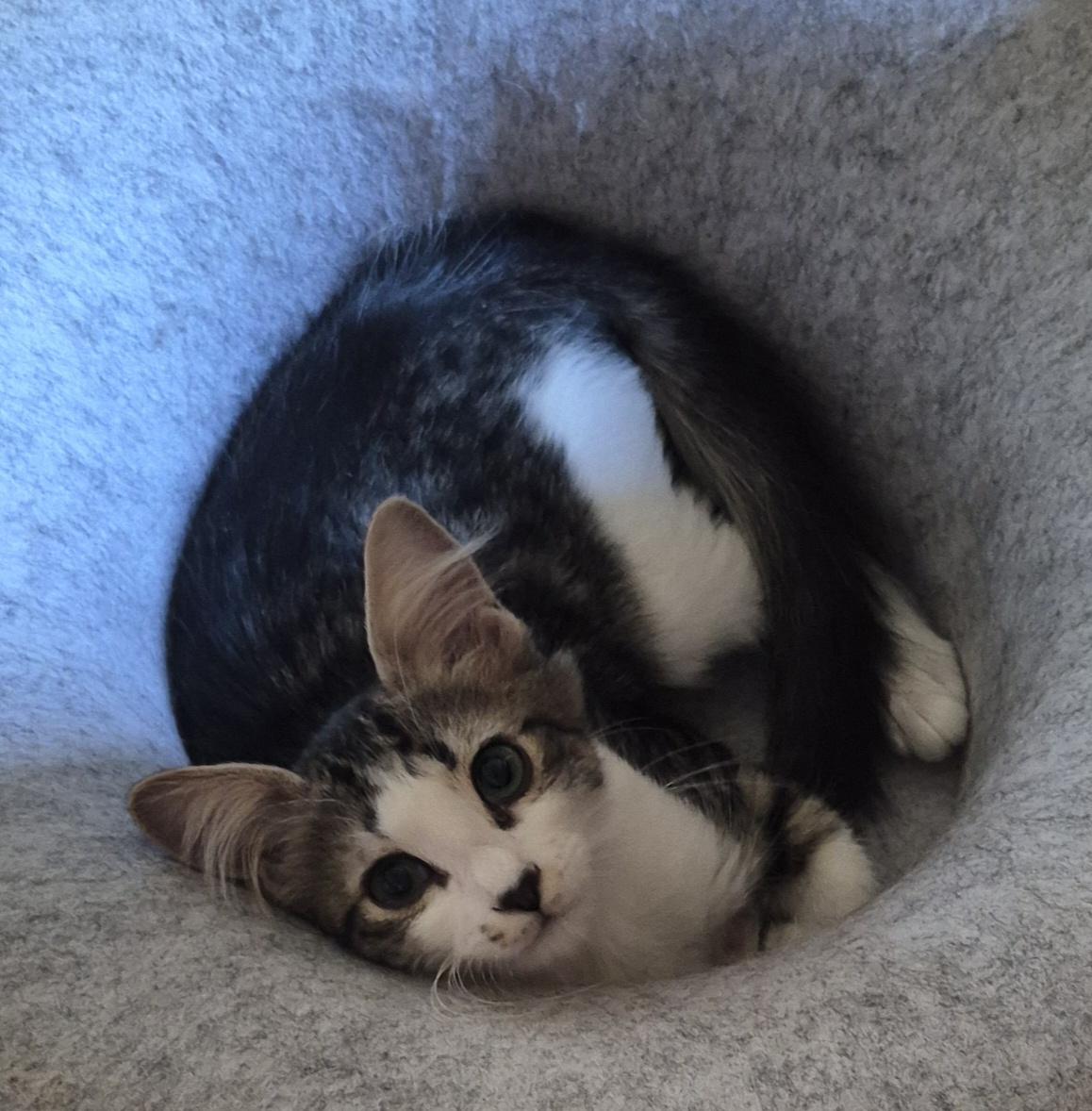 Bella, Adoptable, Kitten Female Domestic Medium Hair.