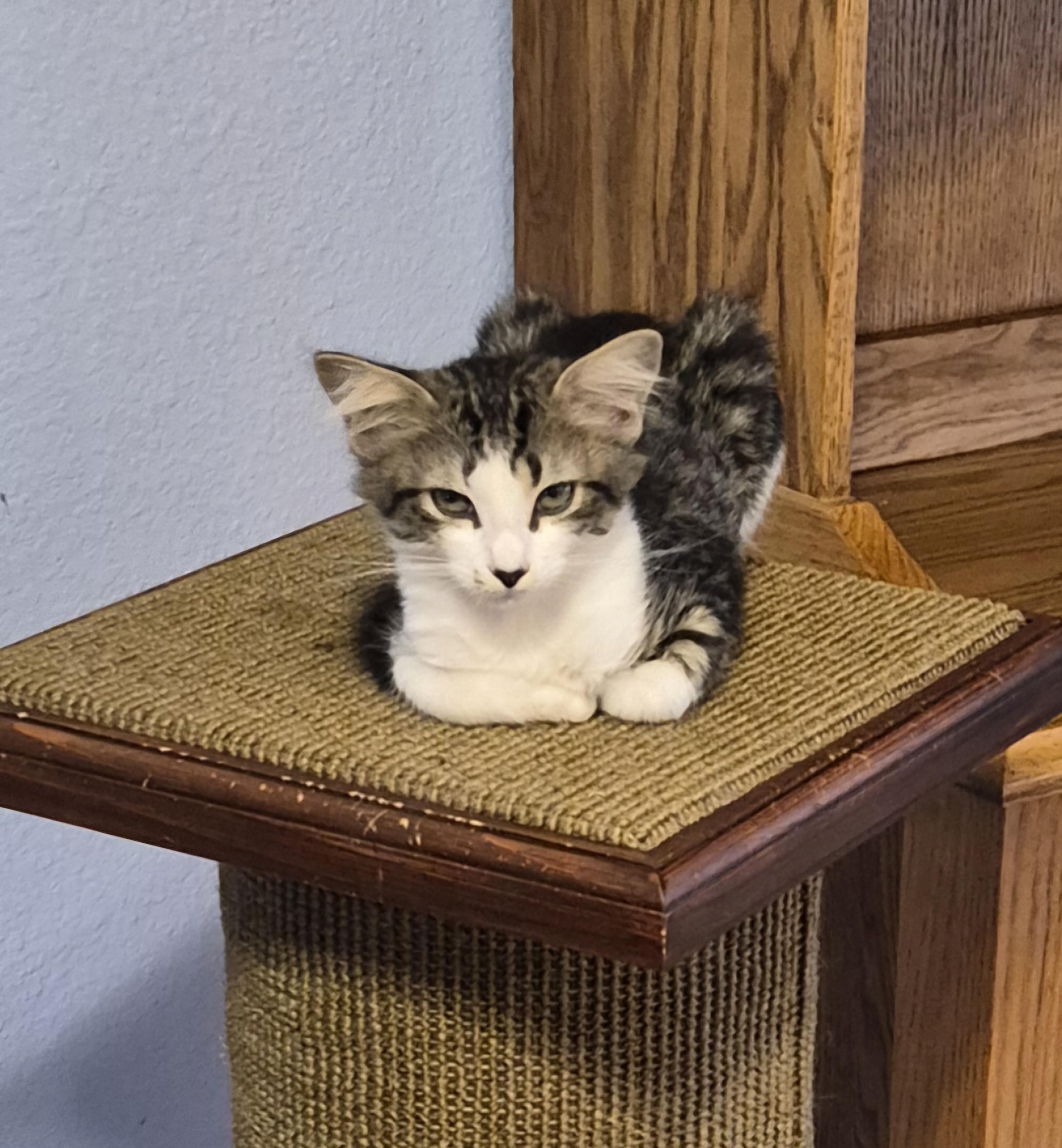 Enlarge Bella, a Adoptable Domestic Medium Hair in Santa Clarita, CA image 3/3