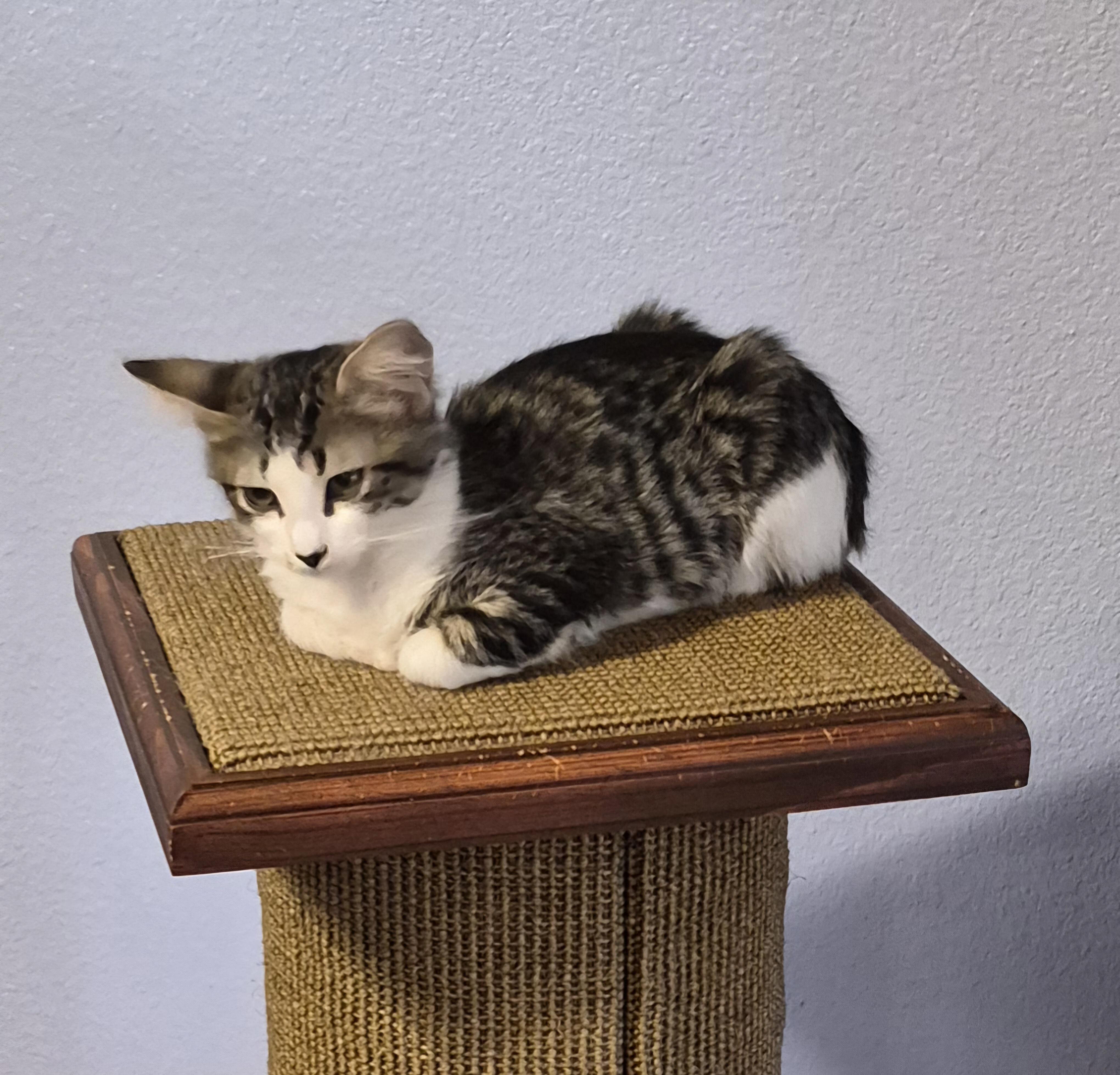 Enlarge Bella, a Adoptable Domestic Medium Hair in Santa Clarita, CA image 2/3