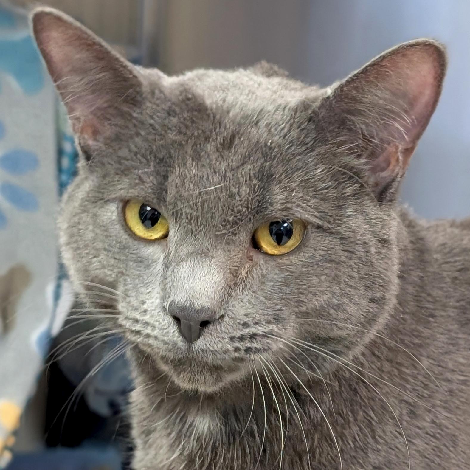 Enlarge Shadow, a ADOPTABLE Domestic Short Hair in Madison, WI image 1/1