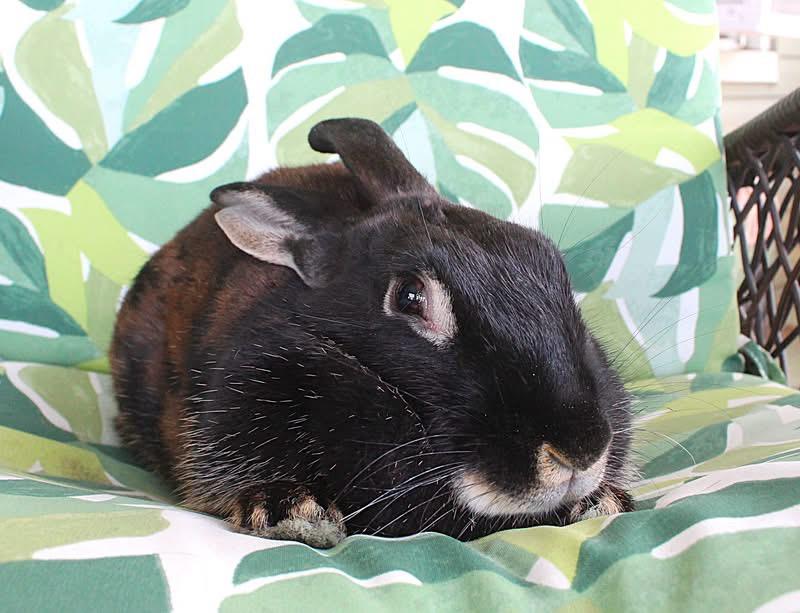 Piper, ADOPTABLE, Adult Female Silver Marten.