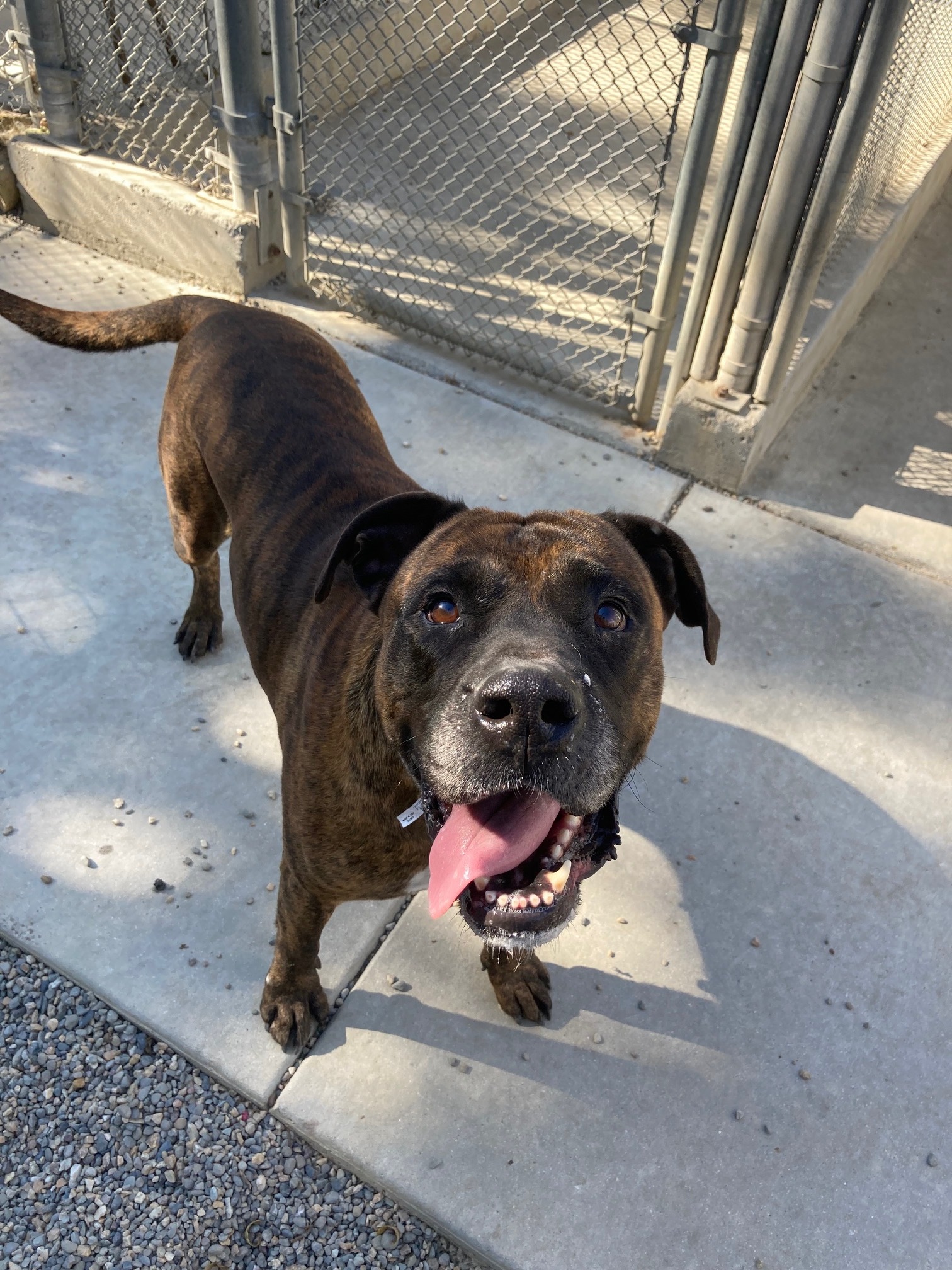 Minnie, Adoptable, Adult Female Mastiff & Boxer.