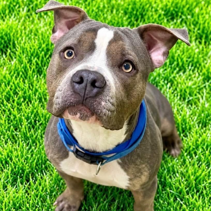 Enlarge Neo, a Adopted mixed breed in Battle Creek, MI image 1/1