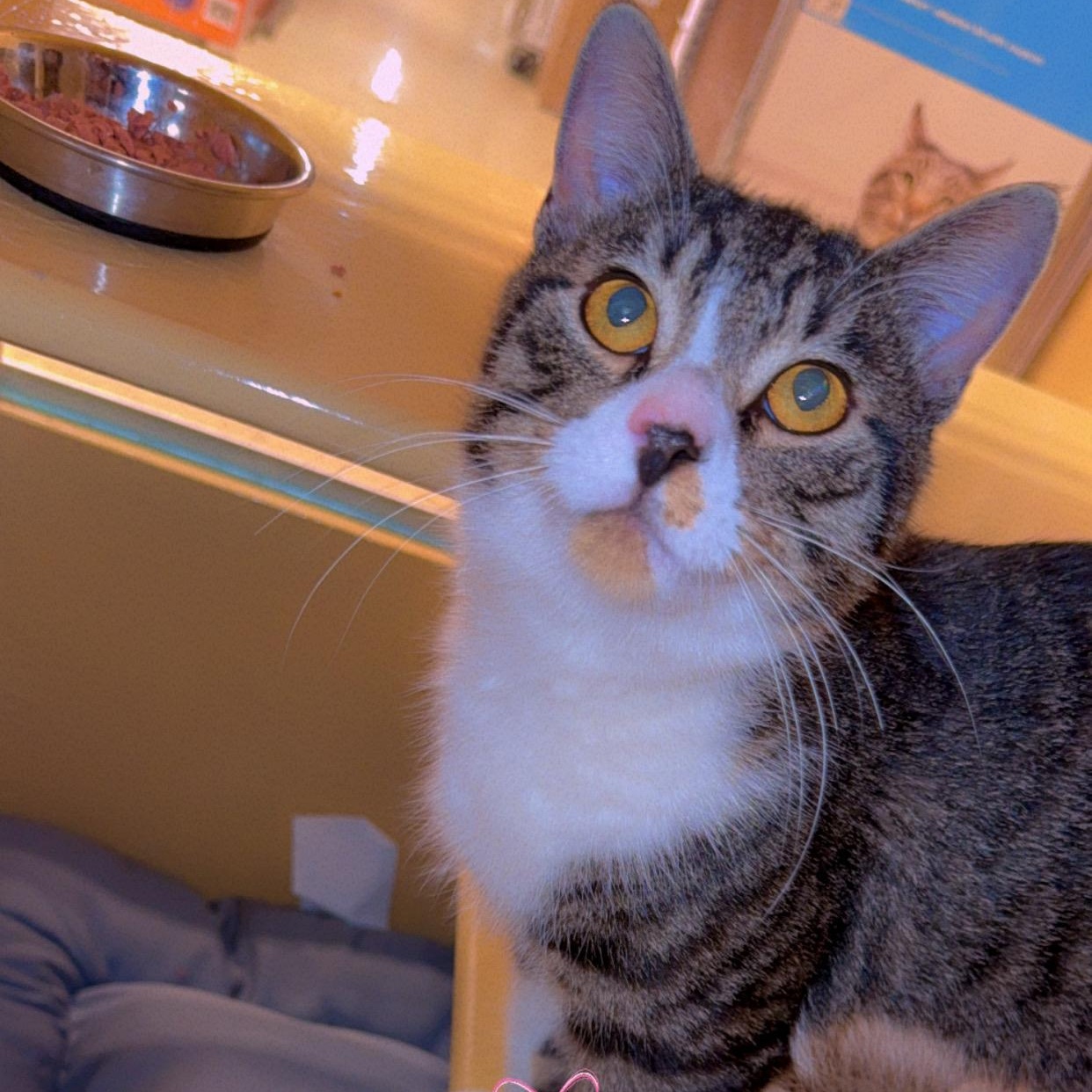 Enlarge Scooter, a ADOPTABLE Domestic Short Hair in Newton, MA image 1/2